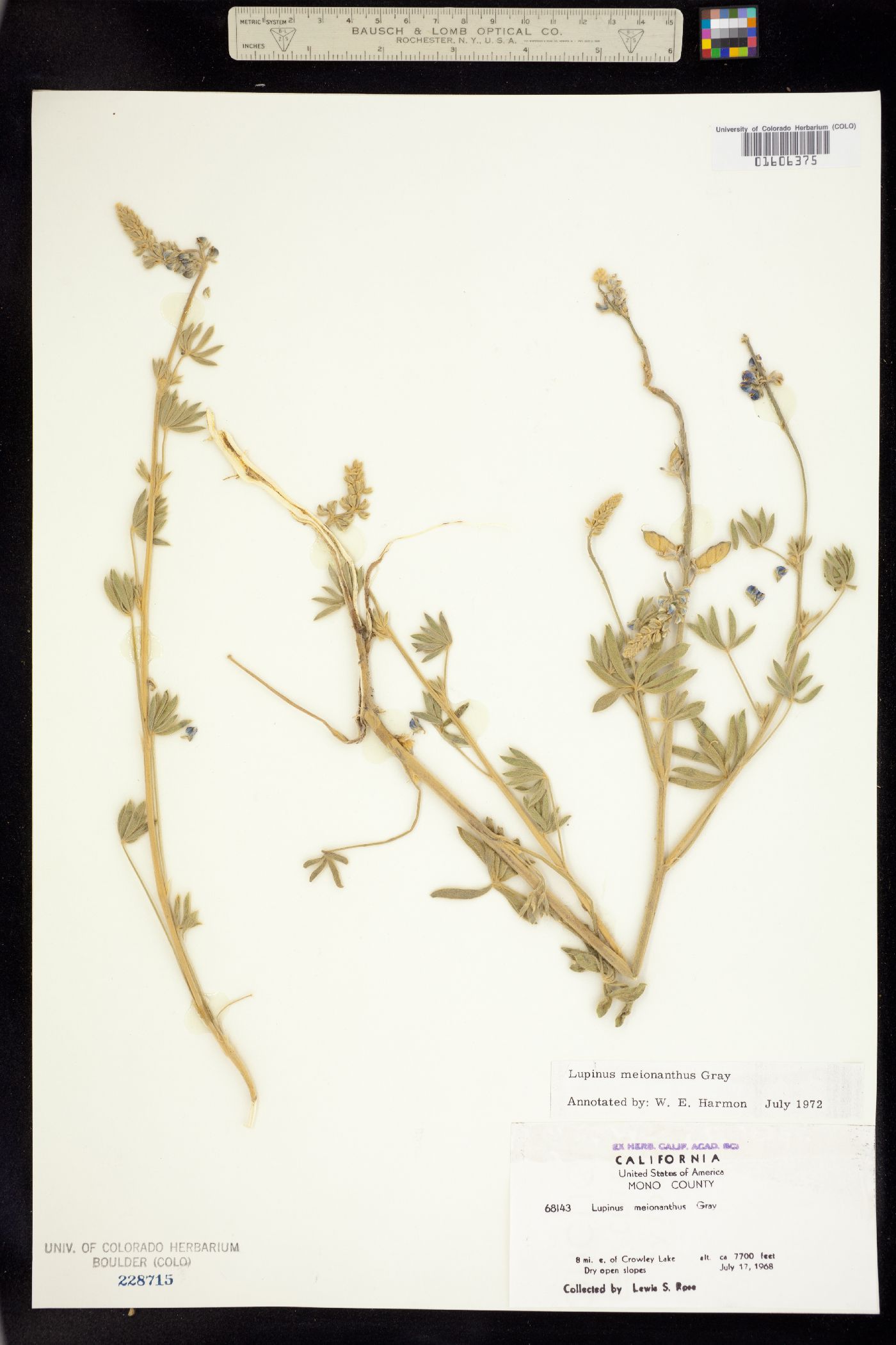 Lupinus argenteus var. meionanthus image