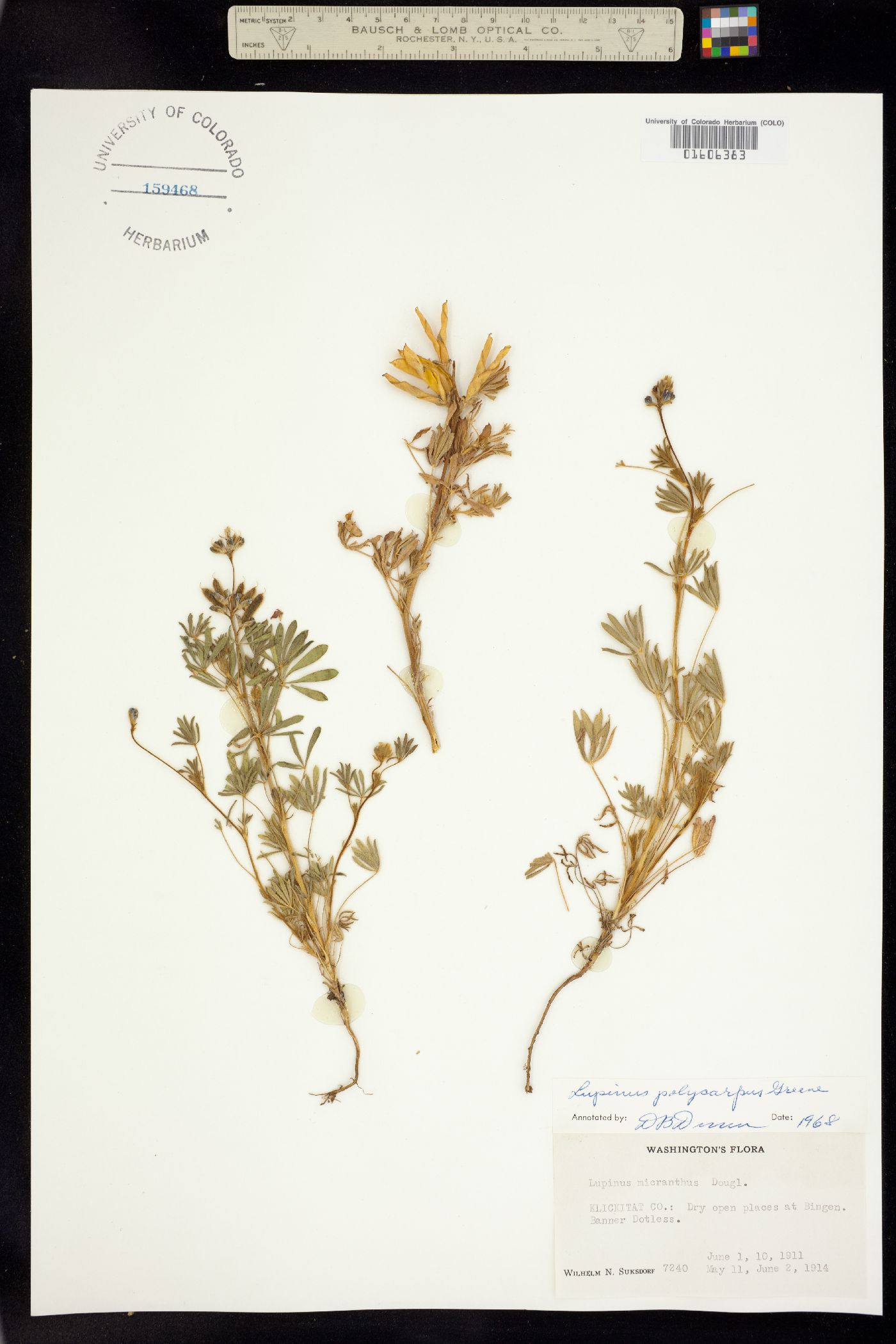 Lupinus polycarpus image