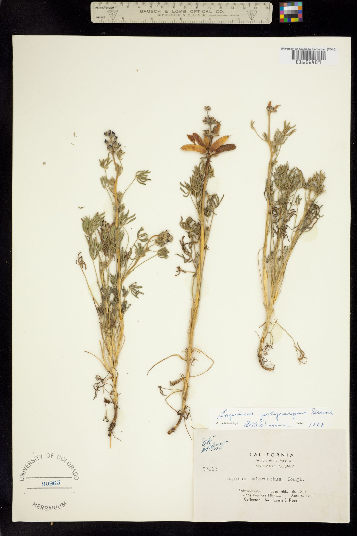 Lupinus polycarpus image