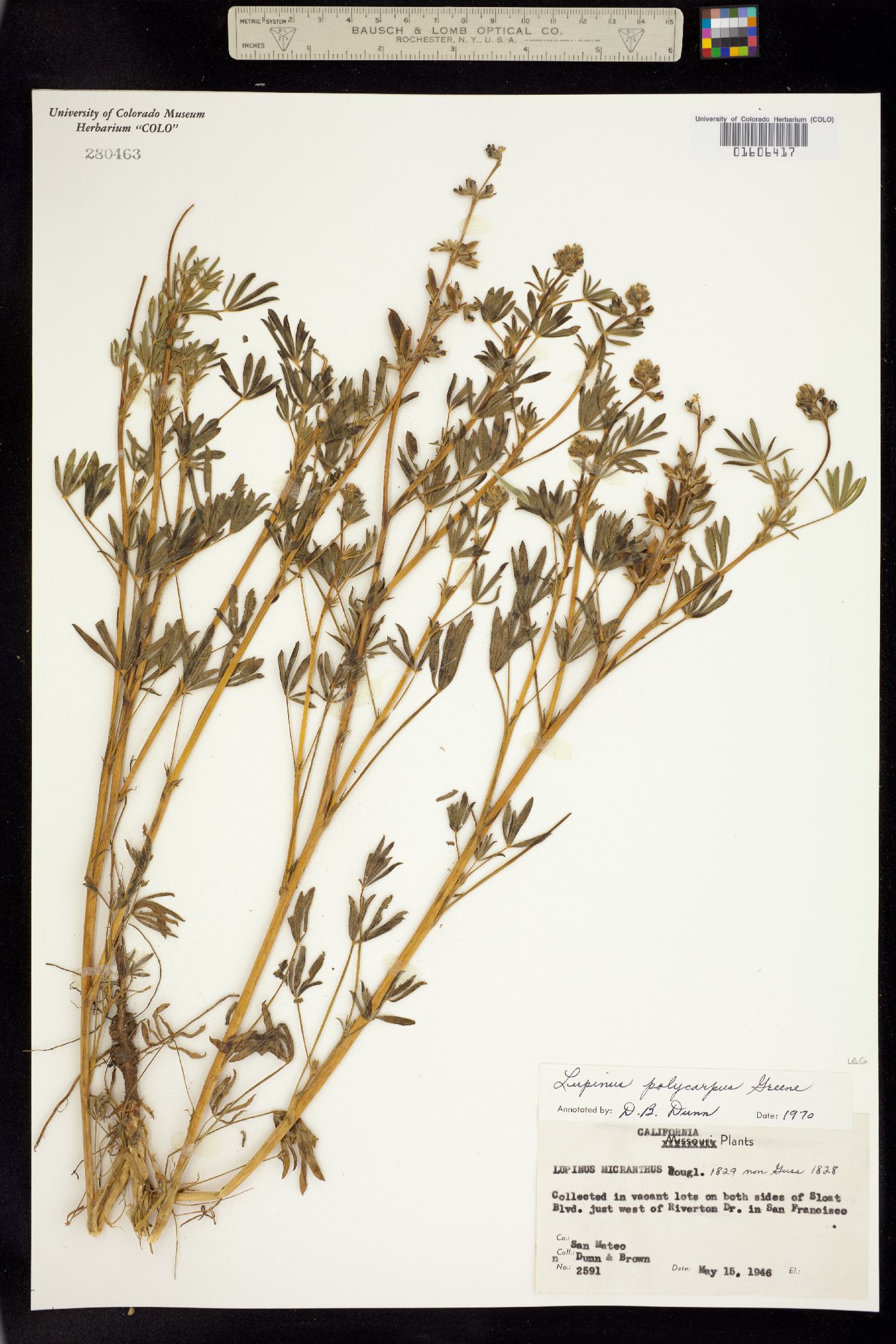Lupinus polycarpus image