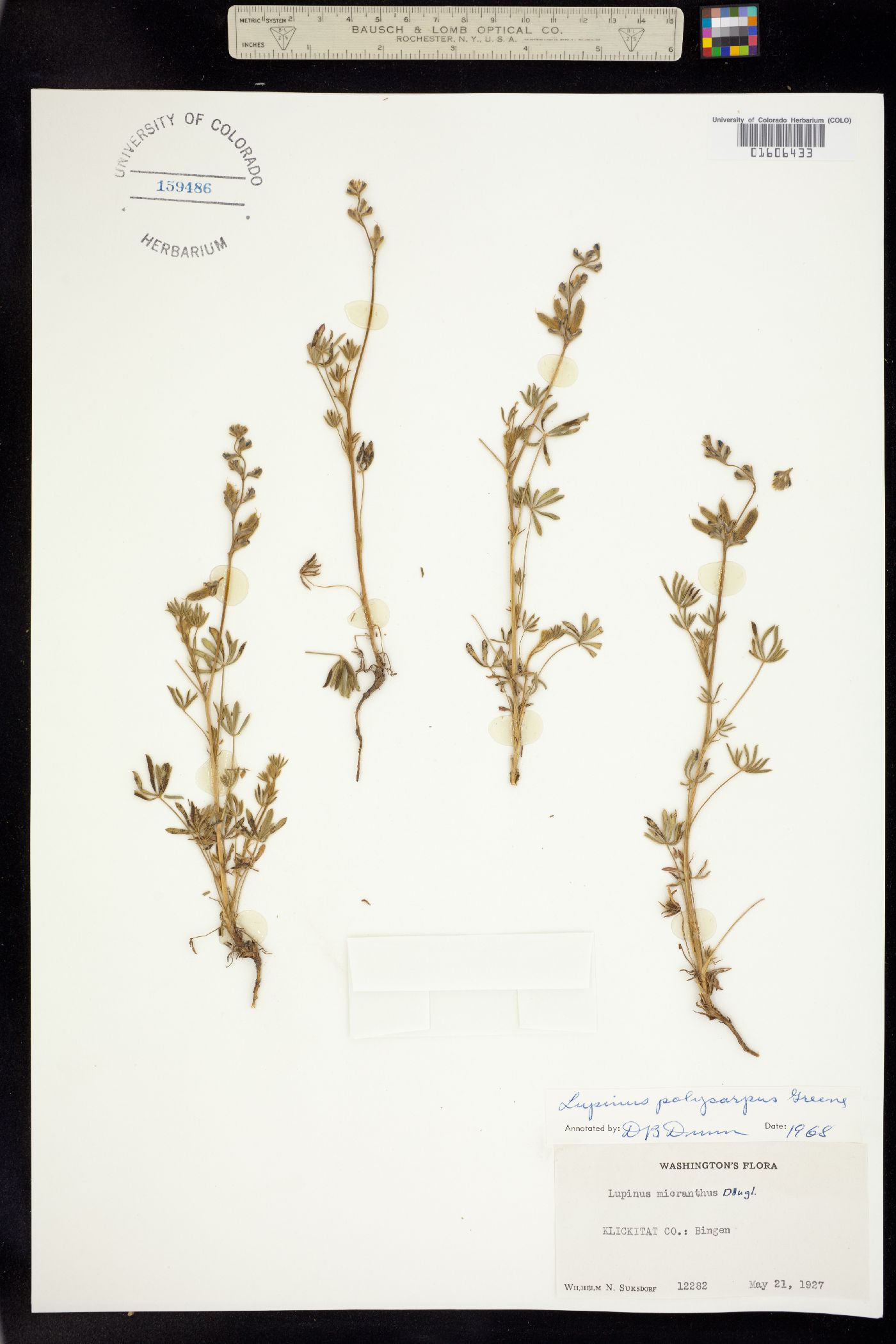 Lupinus polycarpus image