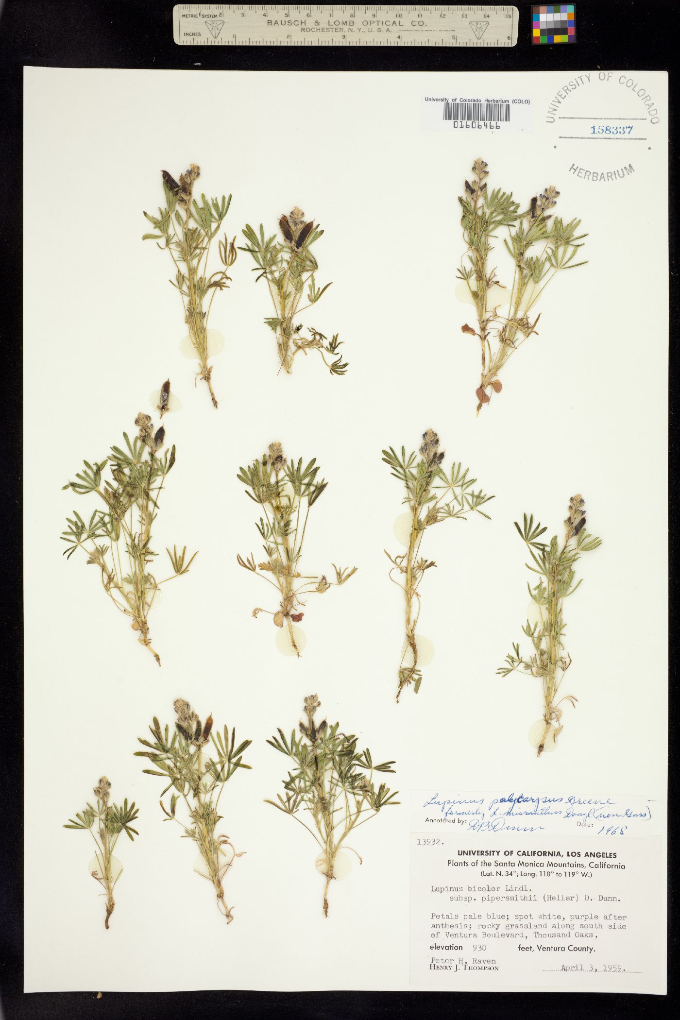 Lupinus polycarpus image