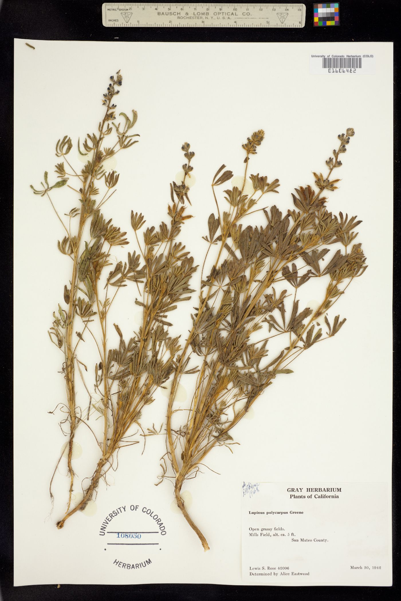 Lupinus polycarpus image