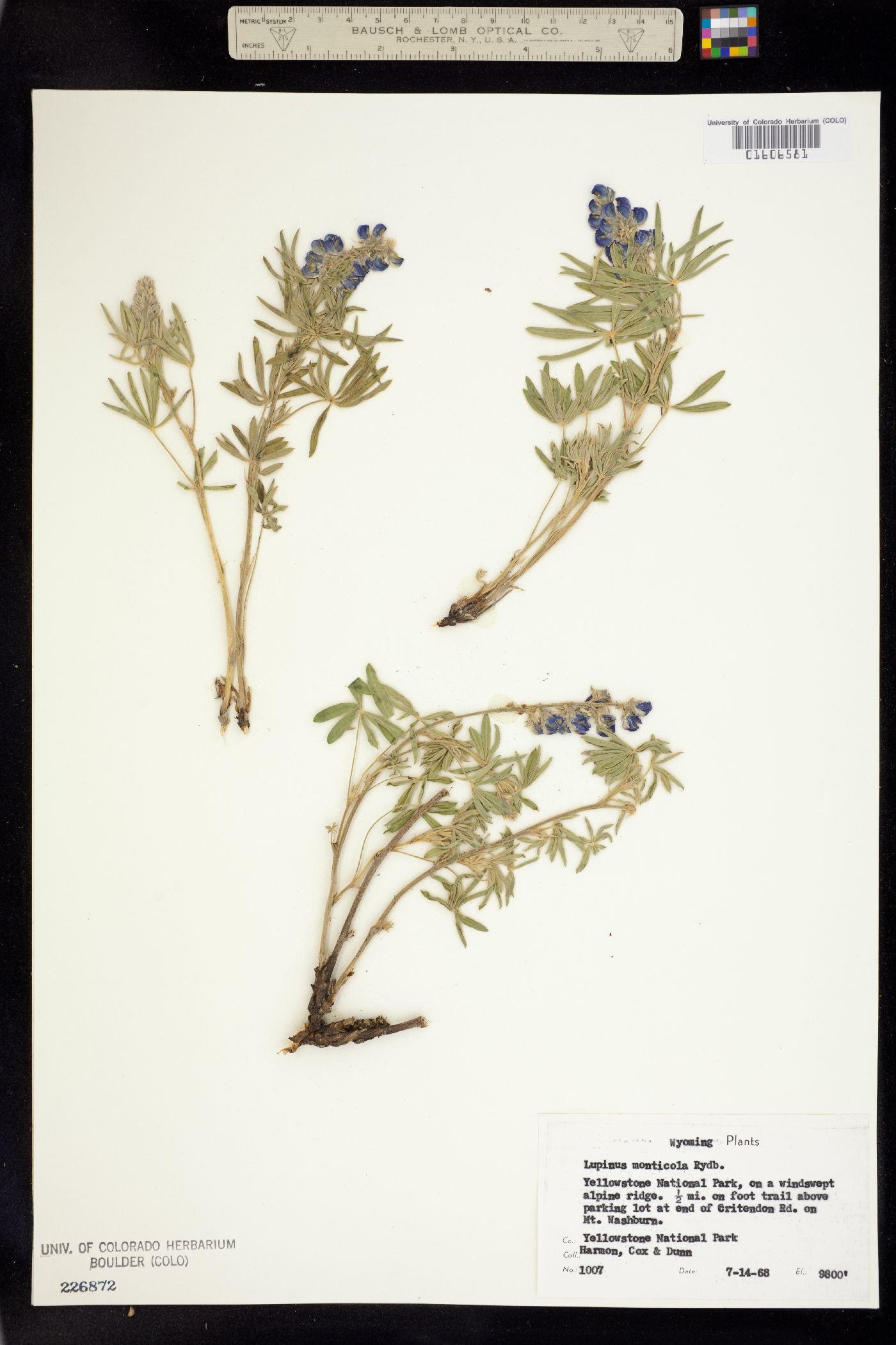 Lupinus monticola image