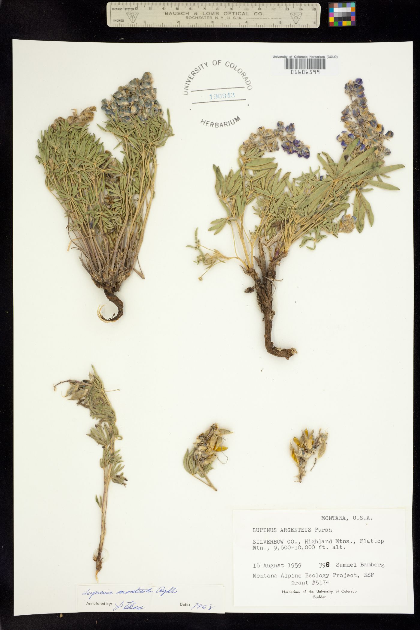 Lupinus monticola image