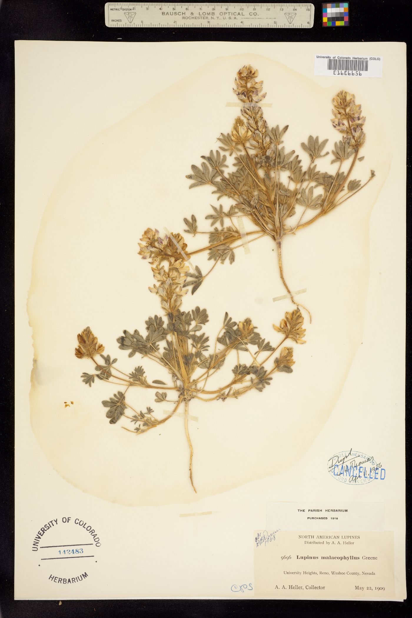 Lupinus malacophyllus image