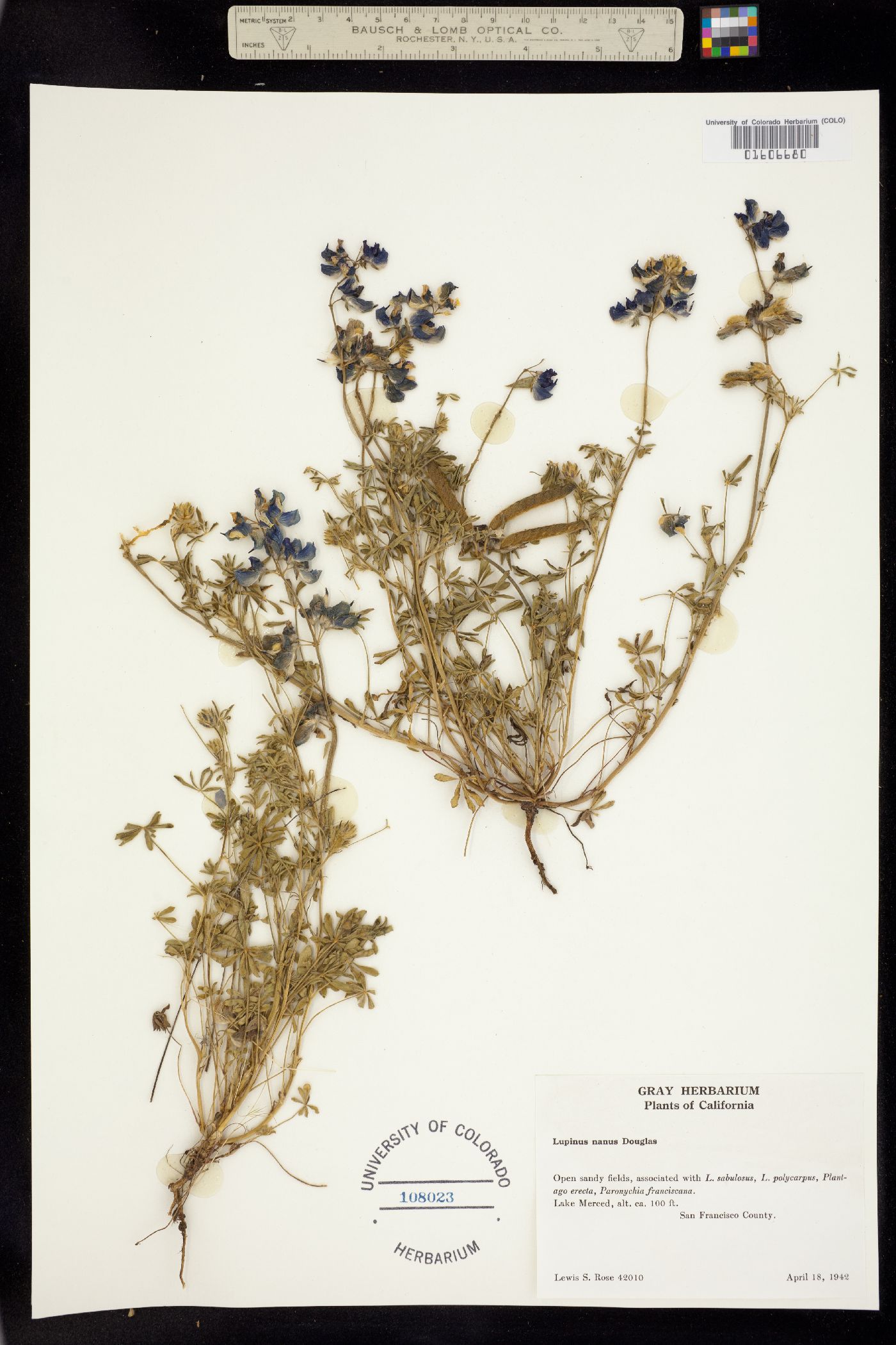 Lupinus nanus image