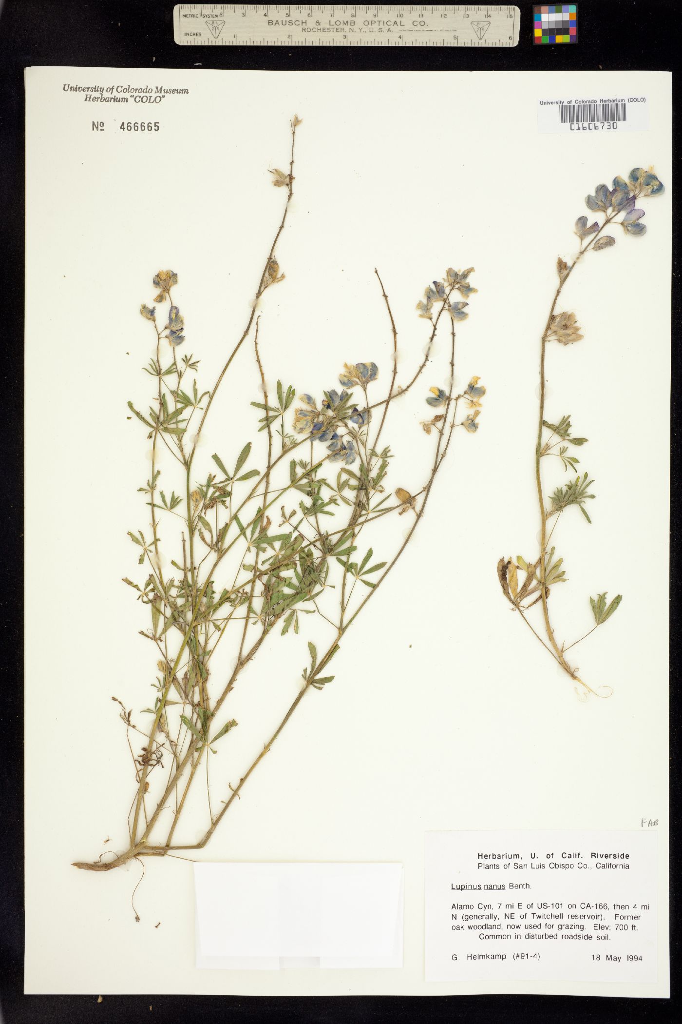Lupinus nanus image