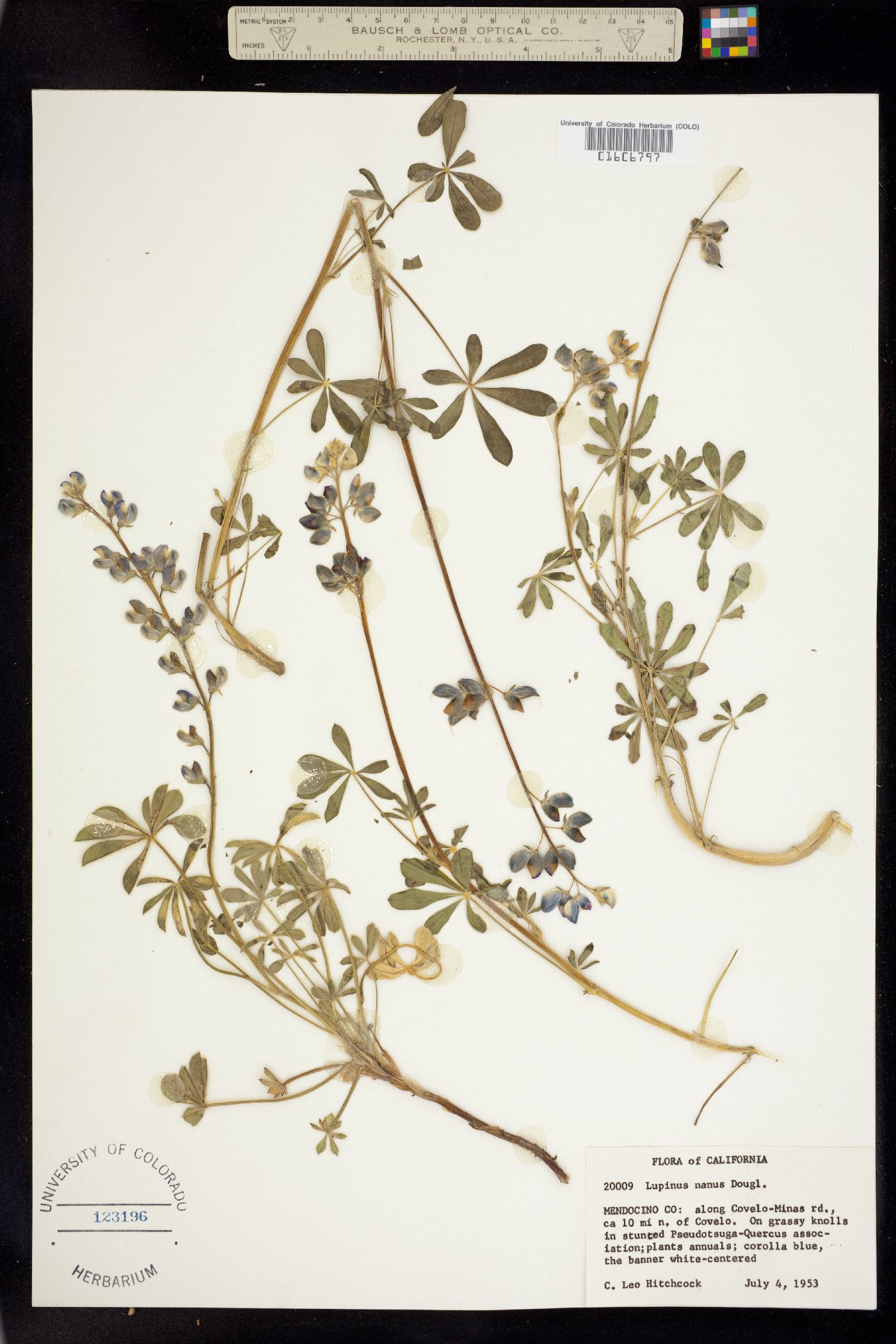 Lupinus image