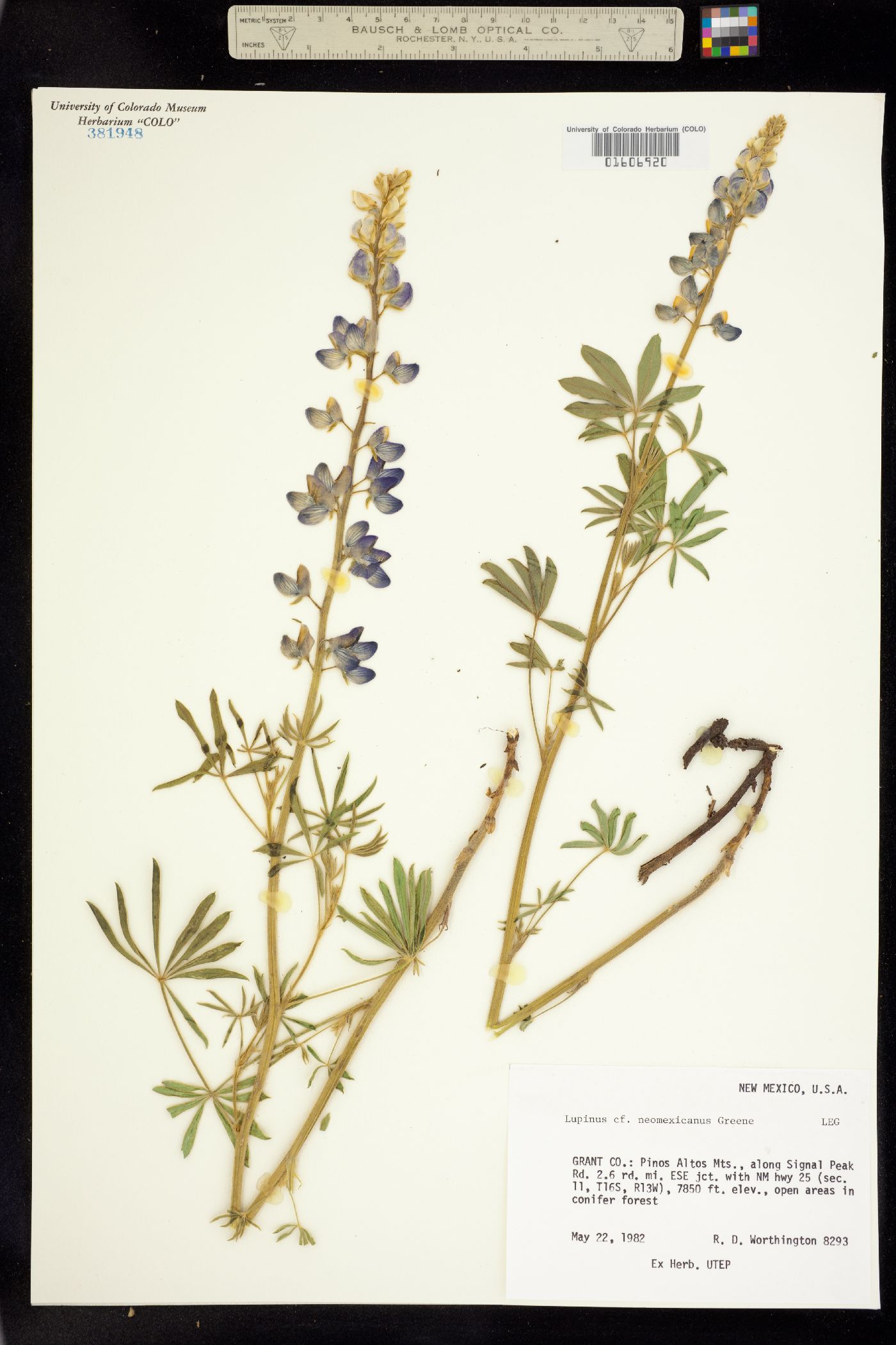 Lupinus neomexicanus image