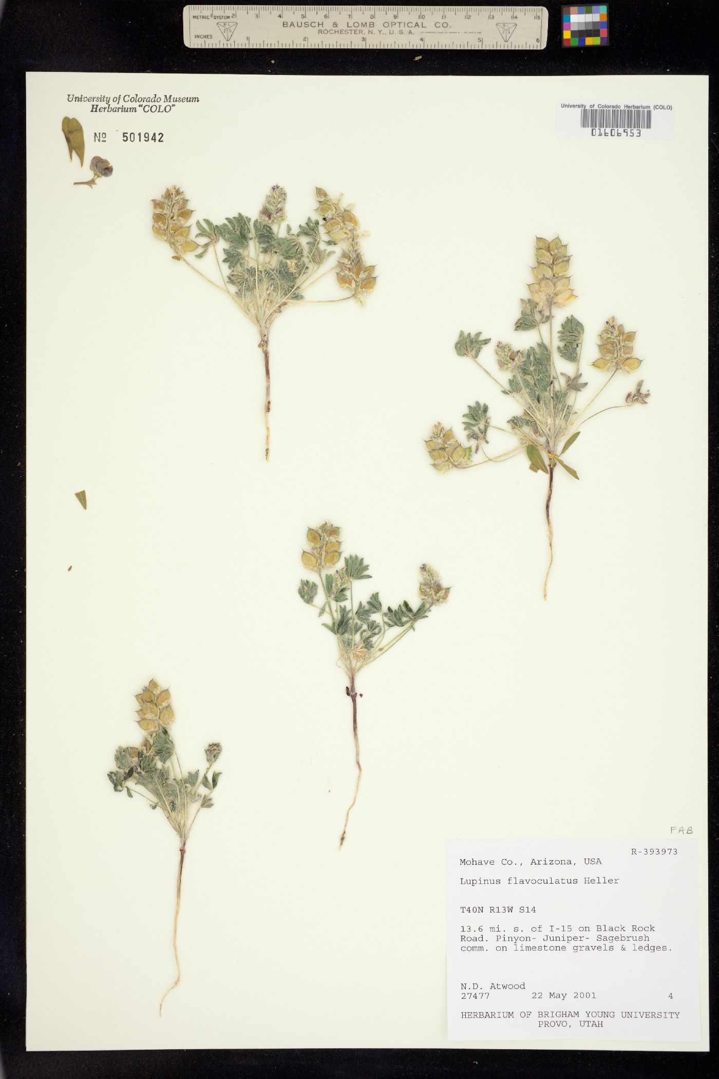 Lupinus flavoculatus image