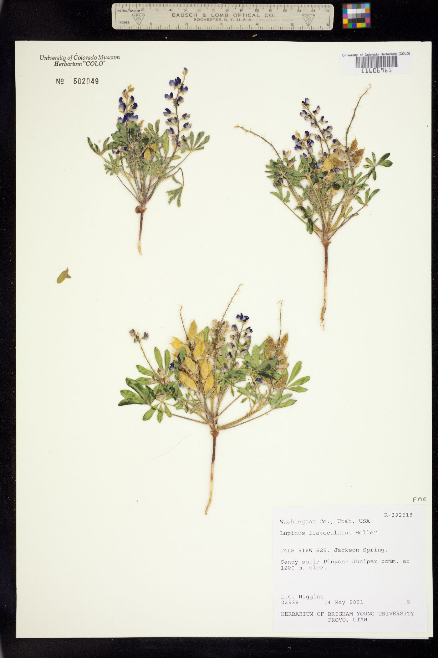 Lupinus flavoculatus image