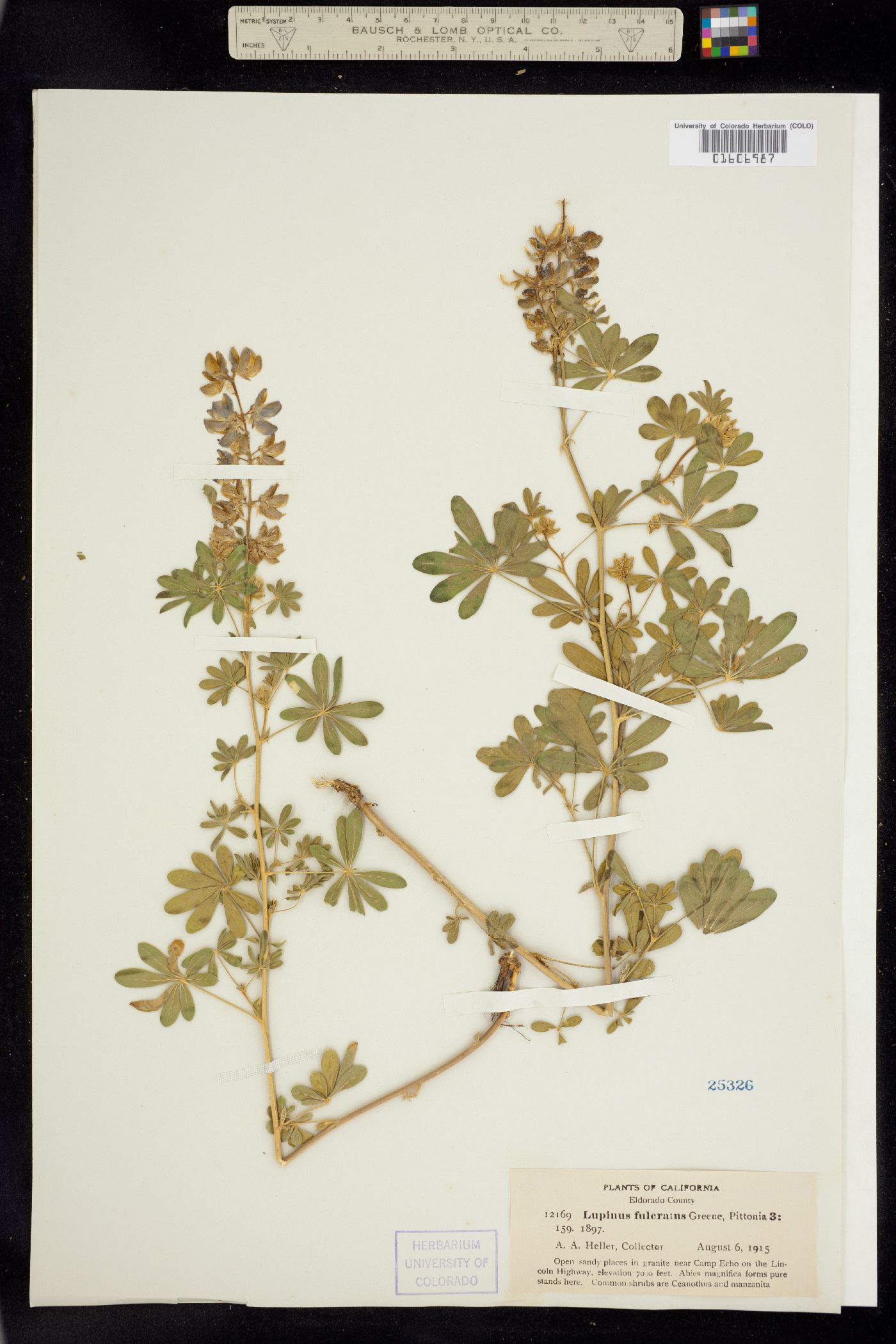 Lupinus flavoculatus image