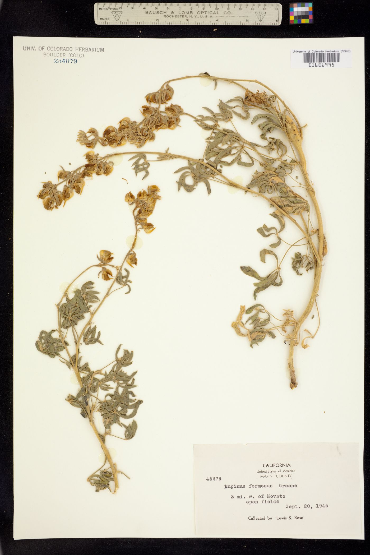 Lupinus formosus image