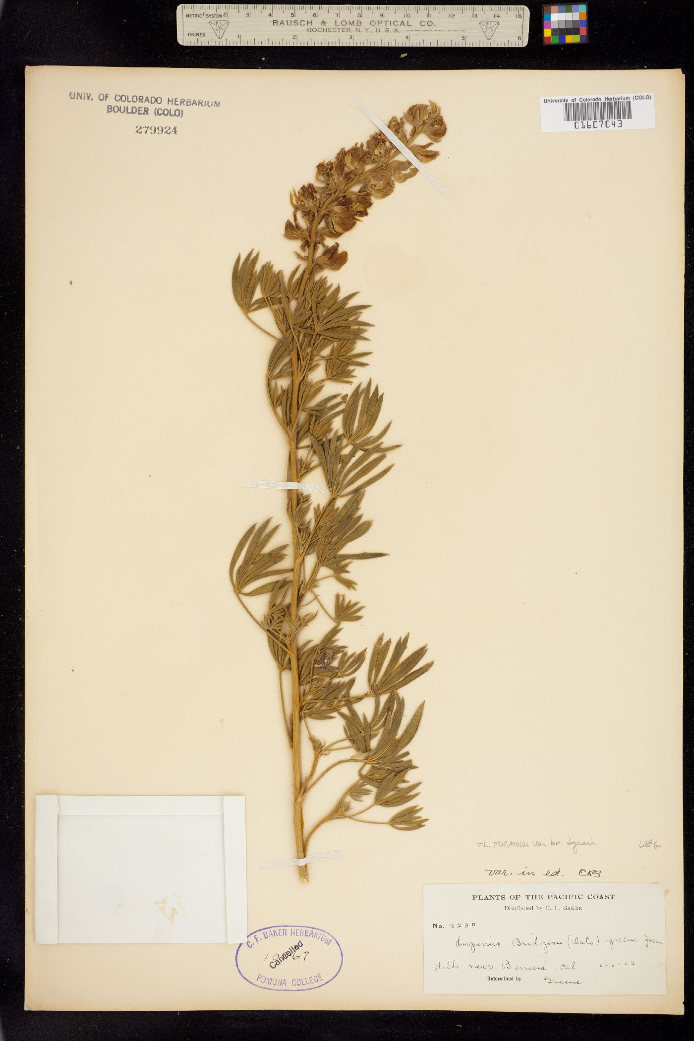 Lupinus formosus image