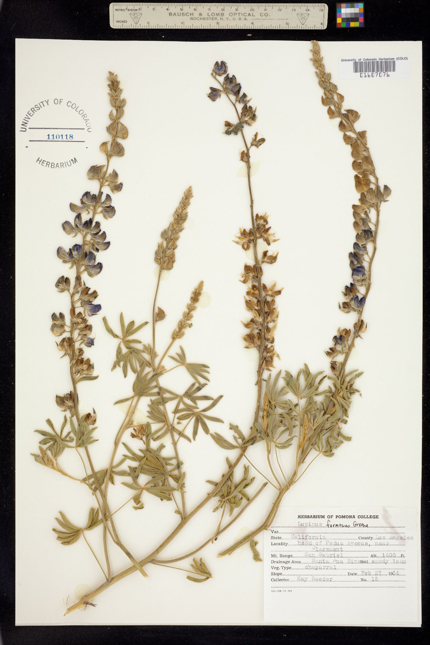 Lupinus formosus image