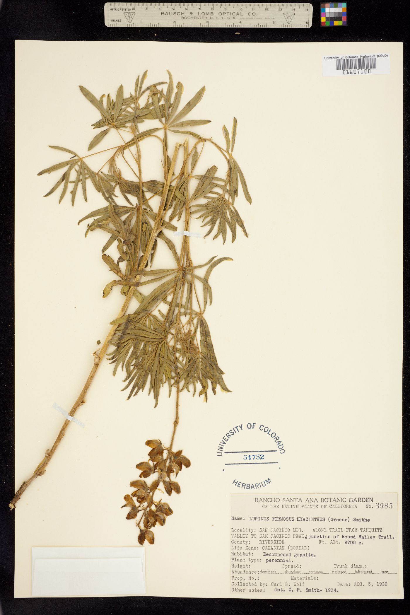 Lupinus formosus image