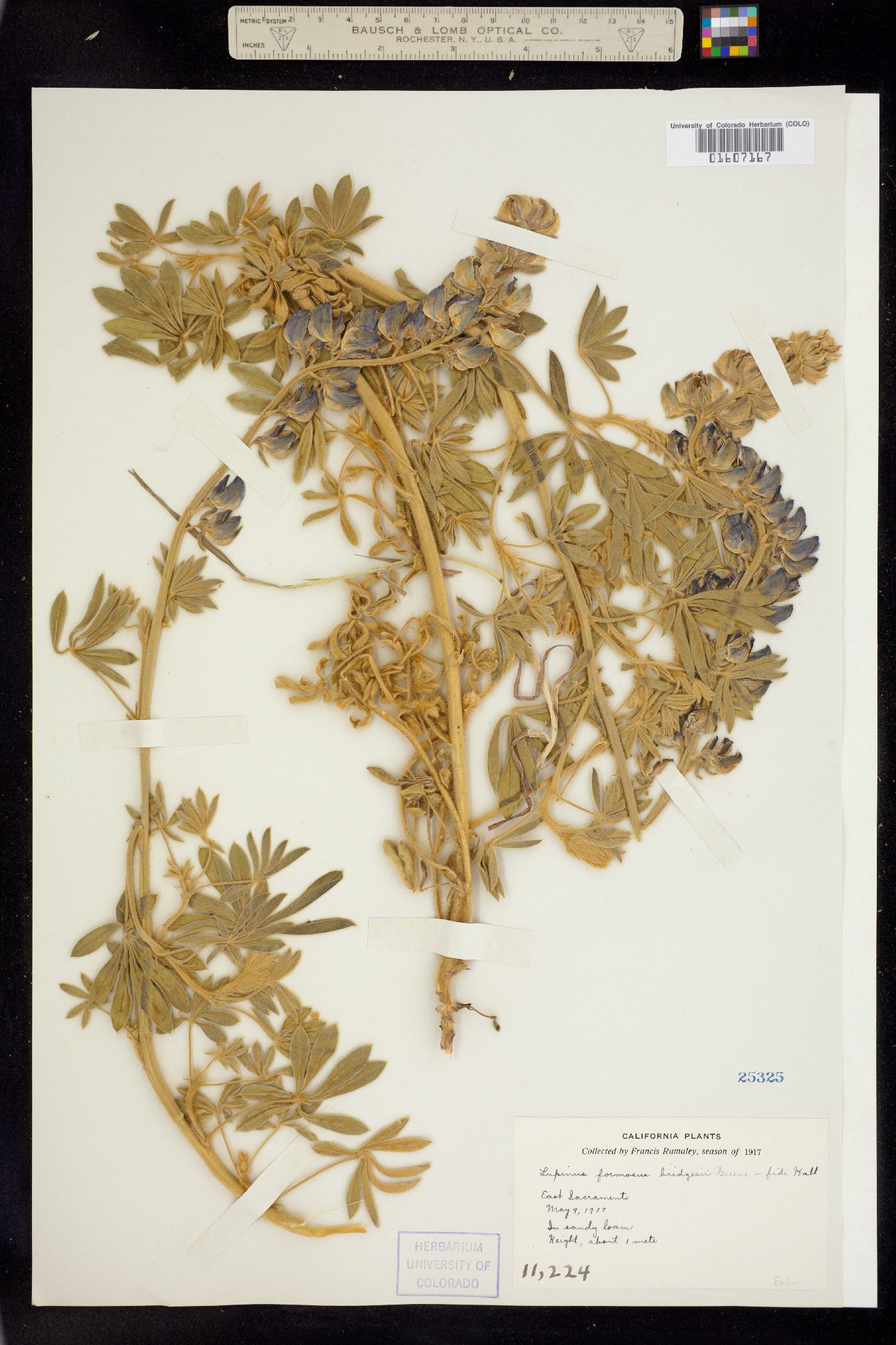 Lupinus formosus image