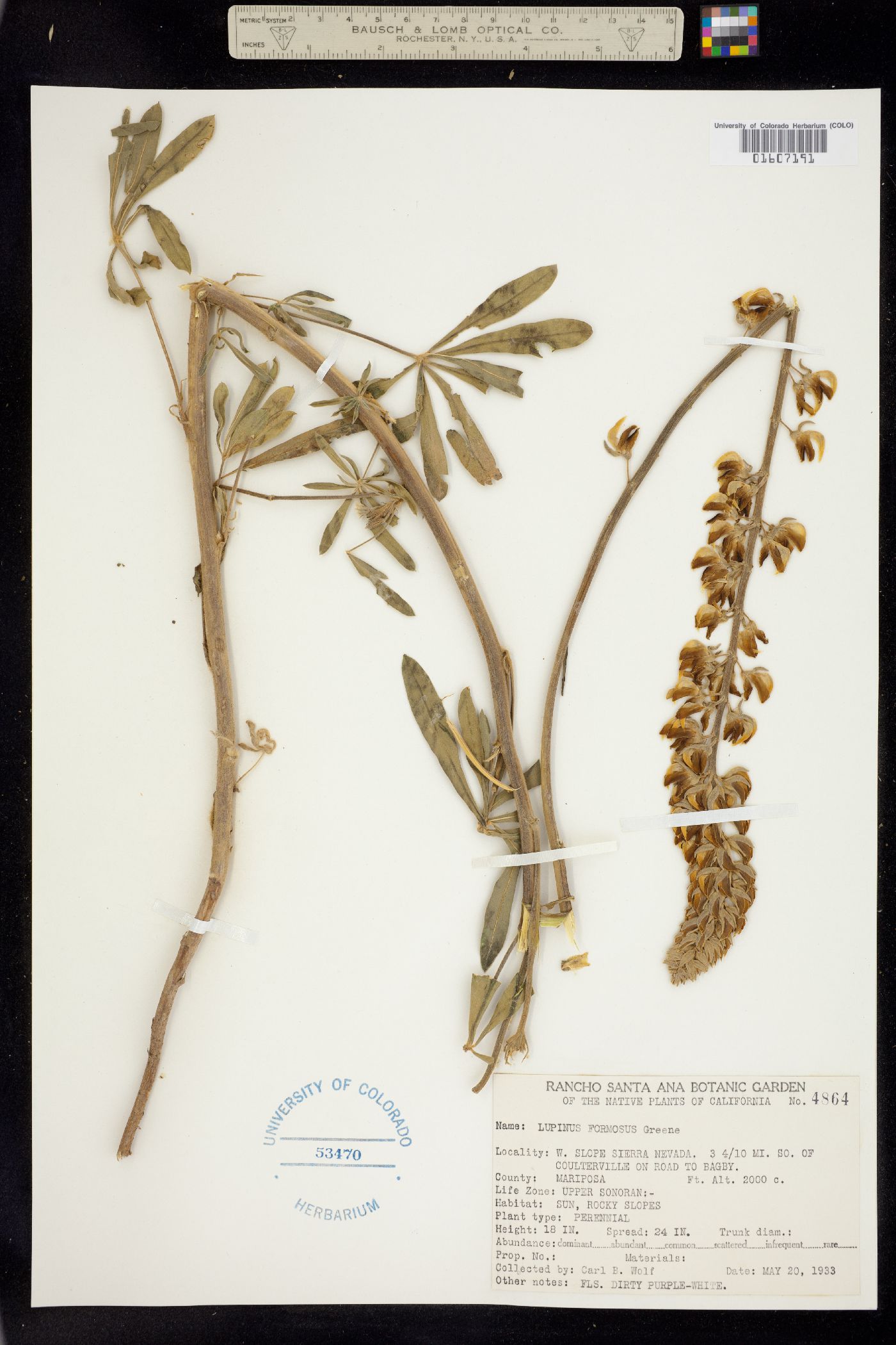 Lupinus formosus image