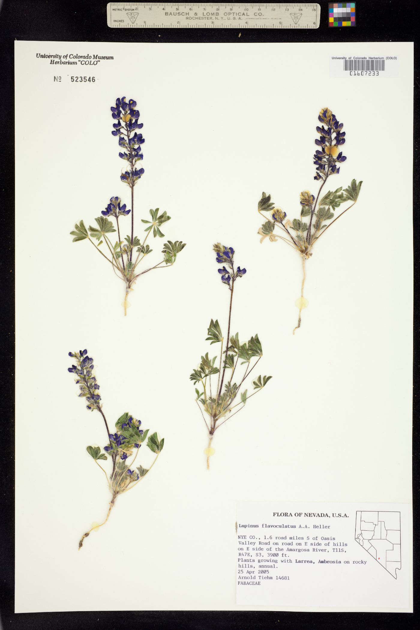 Lupinus flavoculatus image