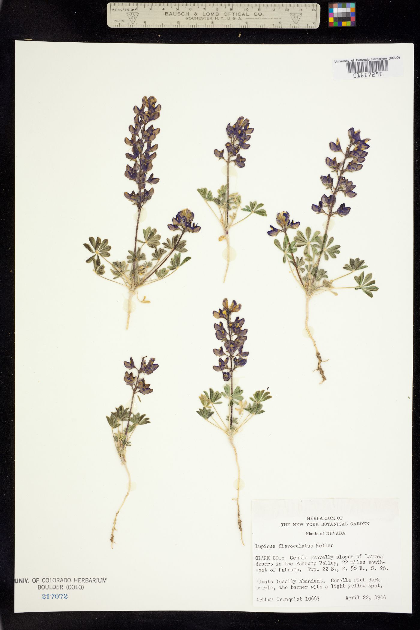 Lupinus flavoculatus image