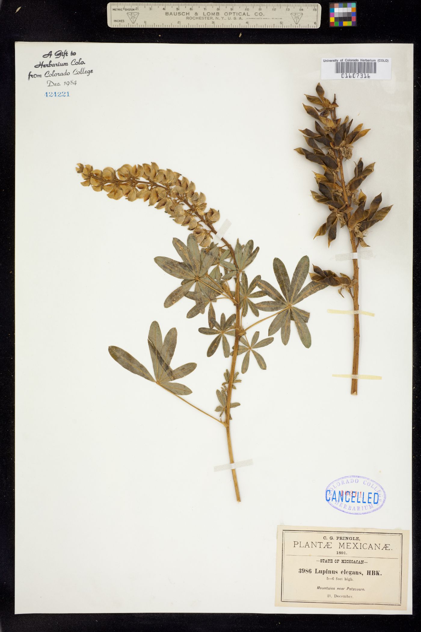 Lupinus elegans image