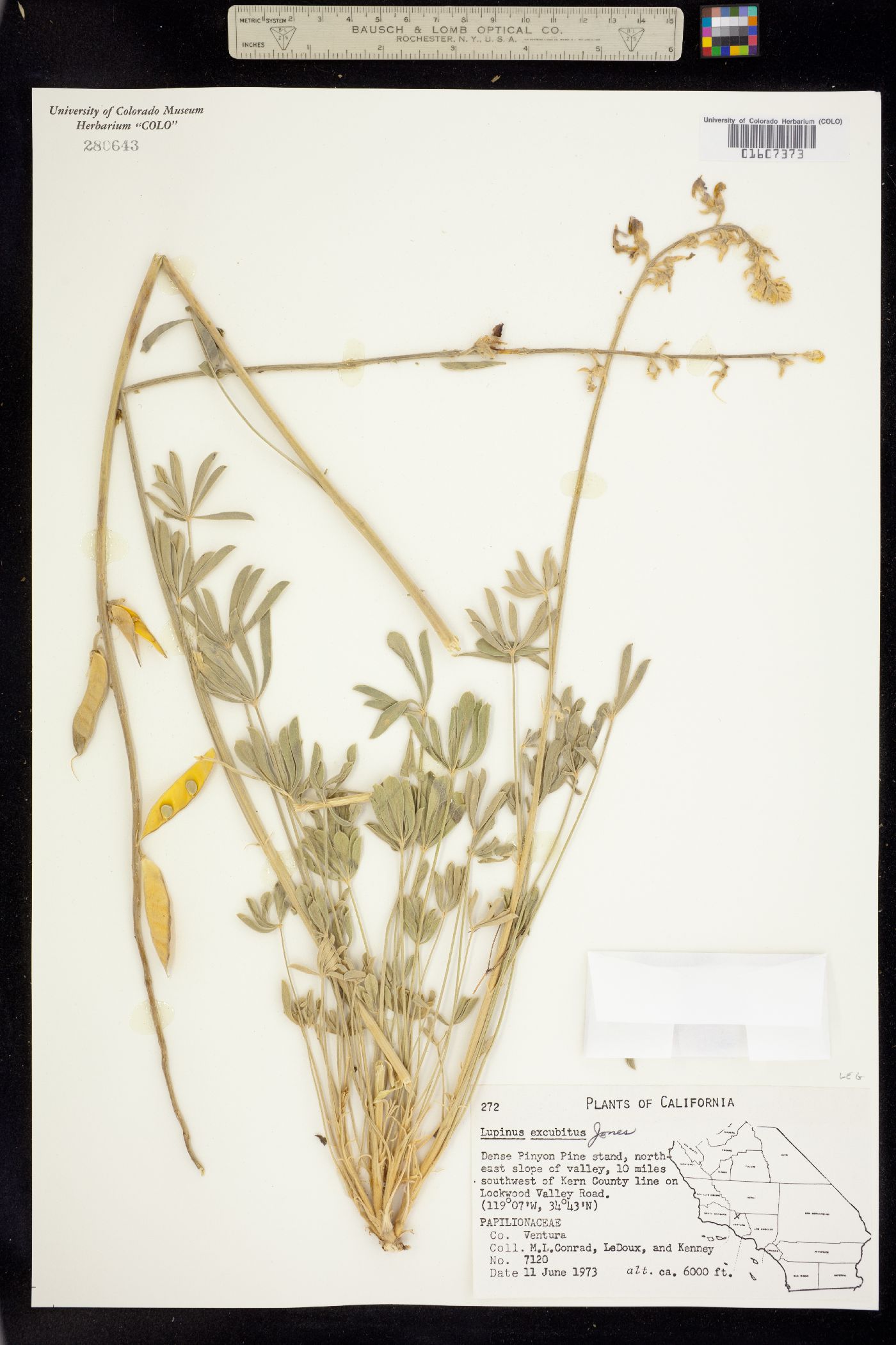 Lupinus excubitus image