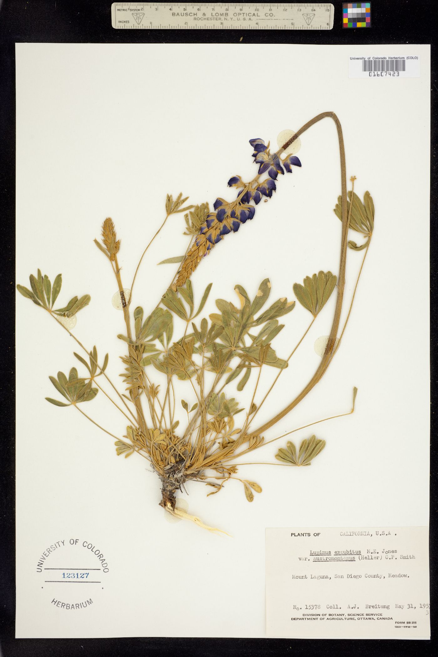 Lupinus excubitus image