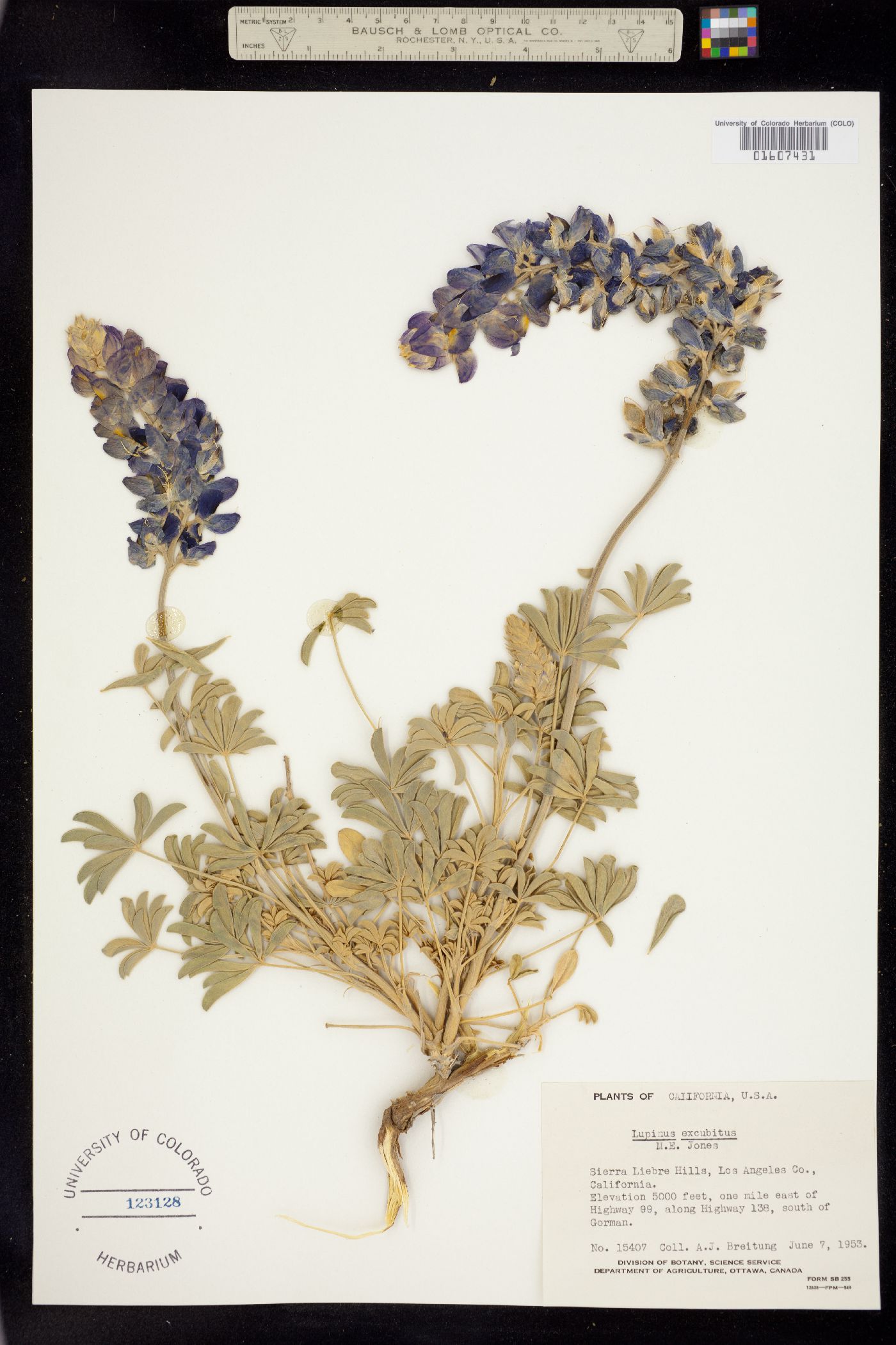 Lupinus excubitus image