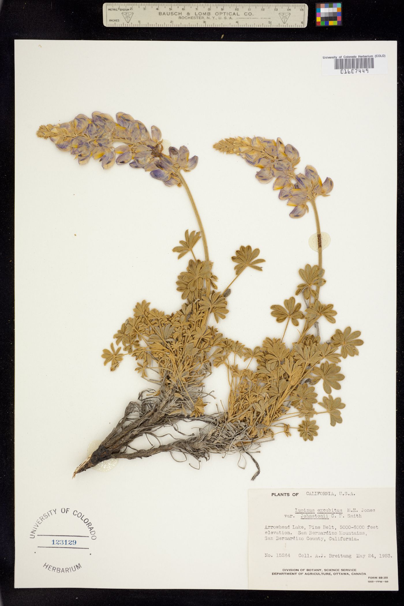 Lupinus excubitus image