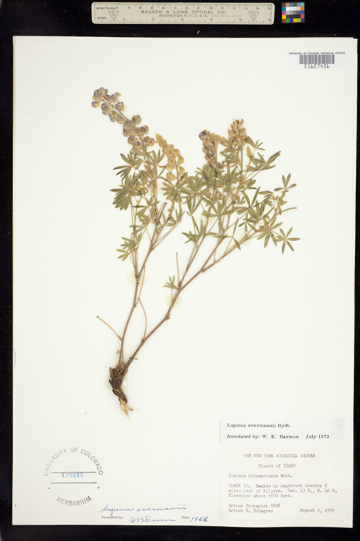 Lupinus evermannii image