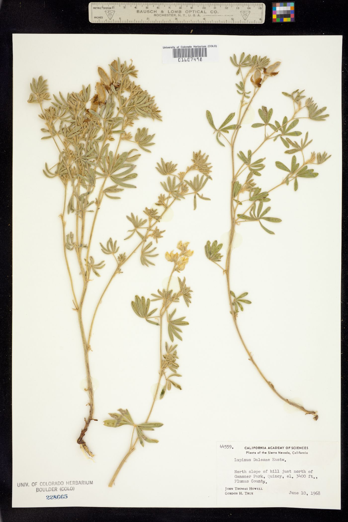 Lupinus dalesiae image