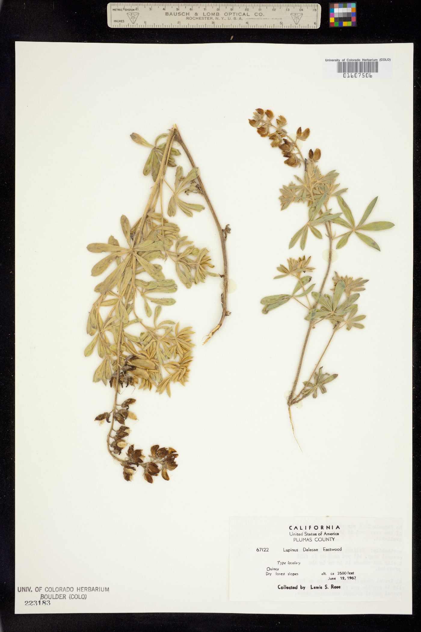 Lupinus dalesiae image