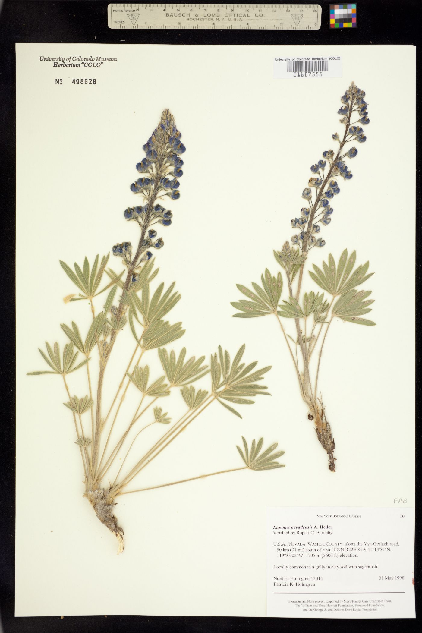 Lupinus nevadensis image