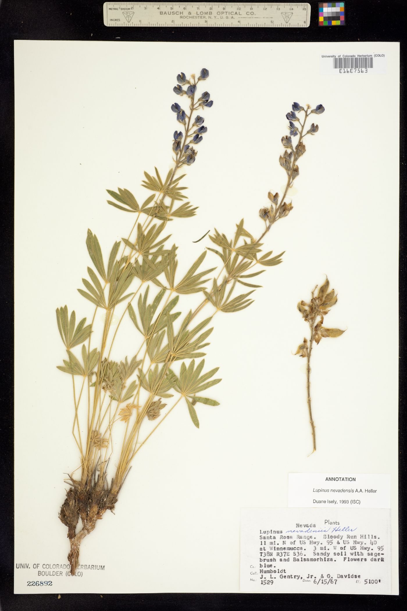 Lupinus nevadensis image