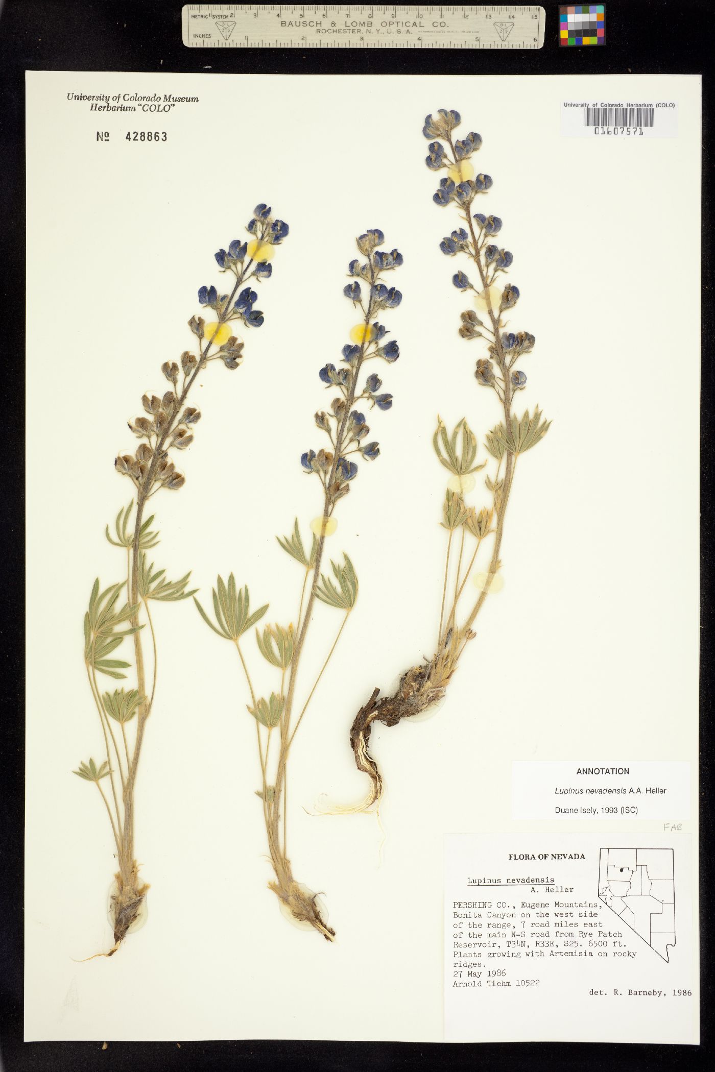 Lupinus nevadensis image