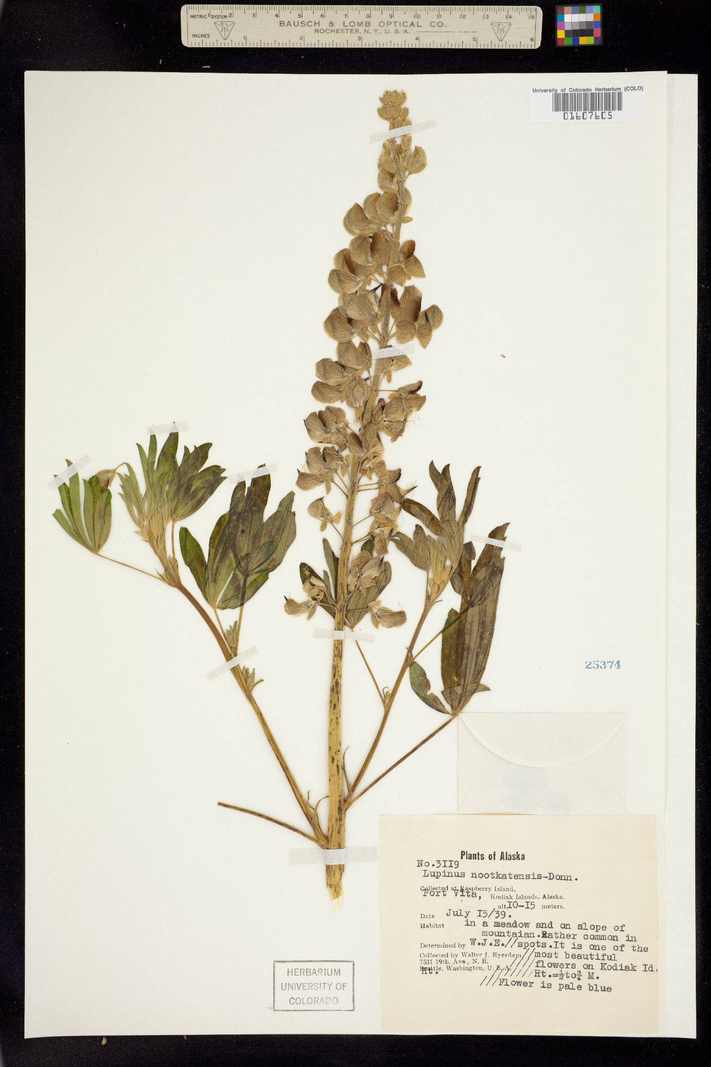Lupinus nootkatensis image