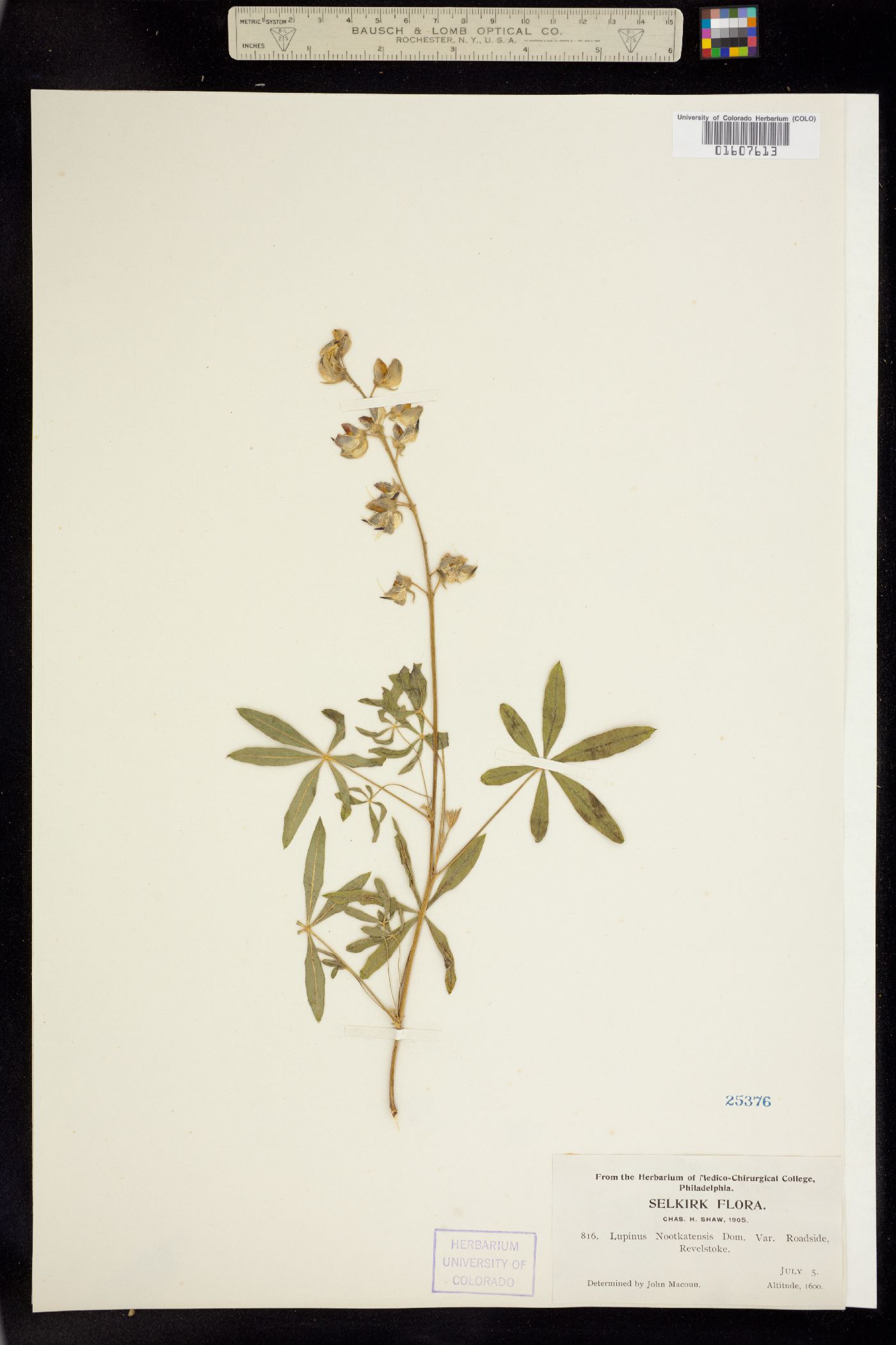 Lupinus nootkatensis image
