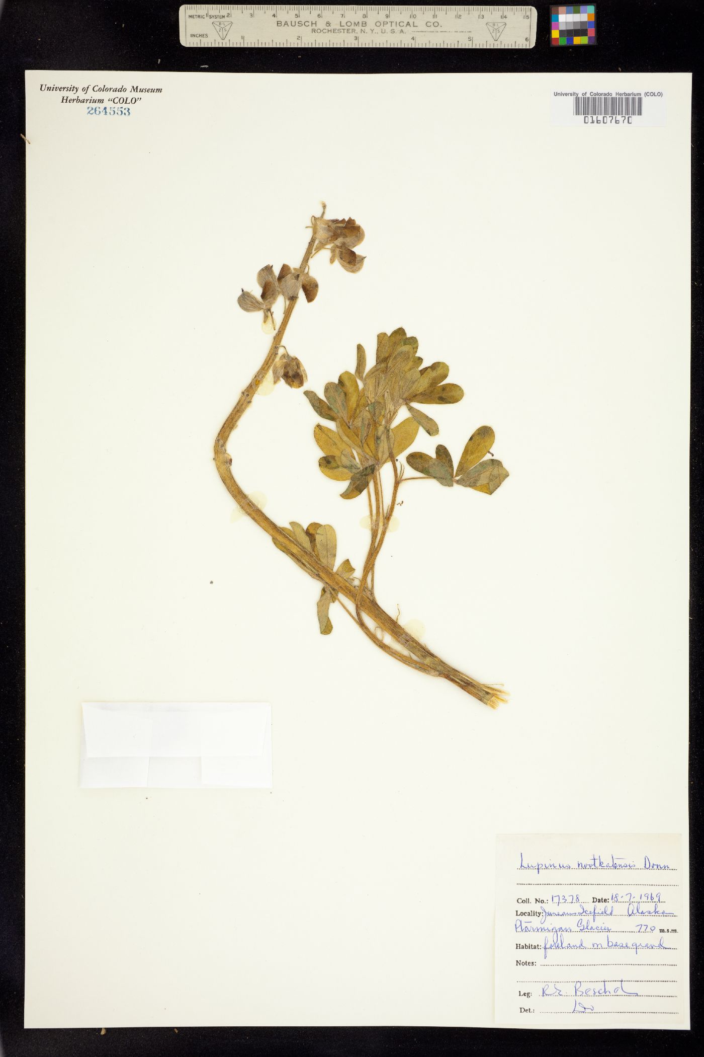 Lupinus nootkatensis image