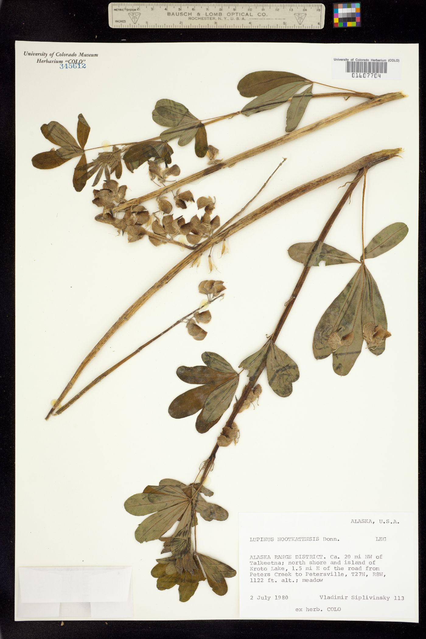 Lupinus nootkatensis image