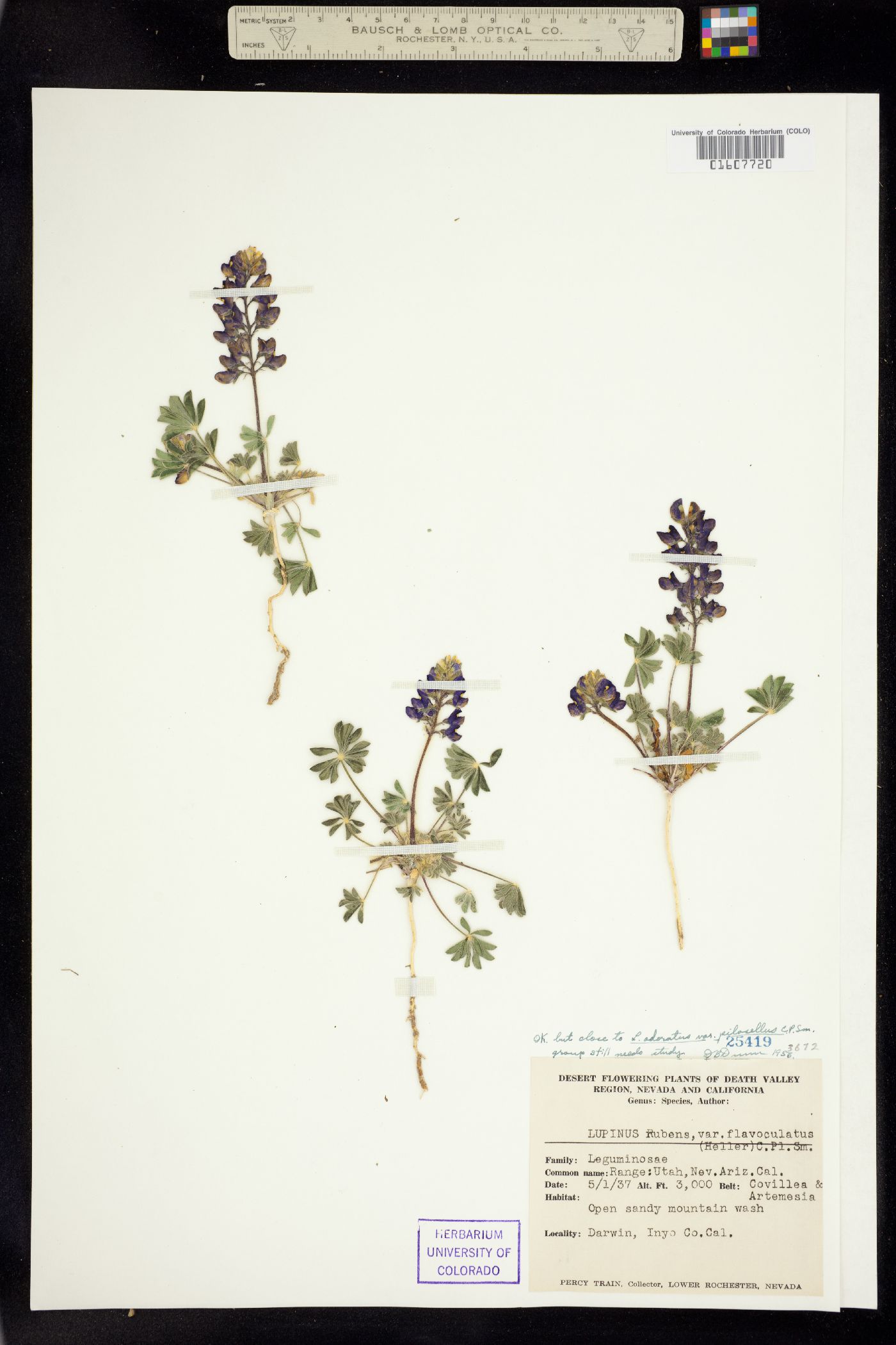 Lupinus odoratus image