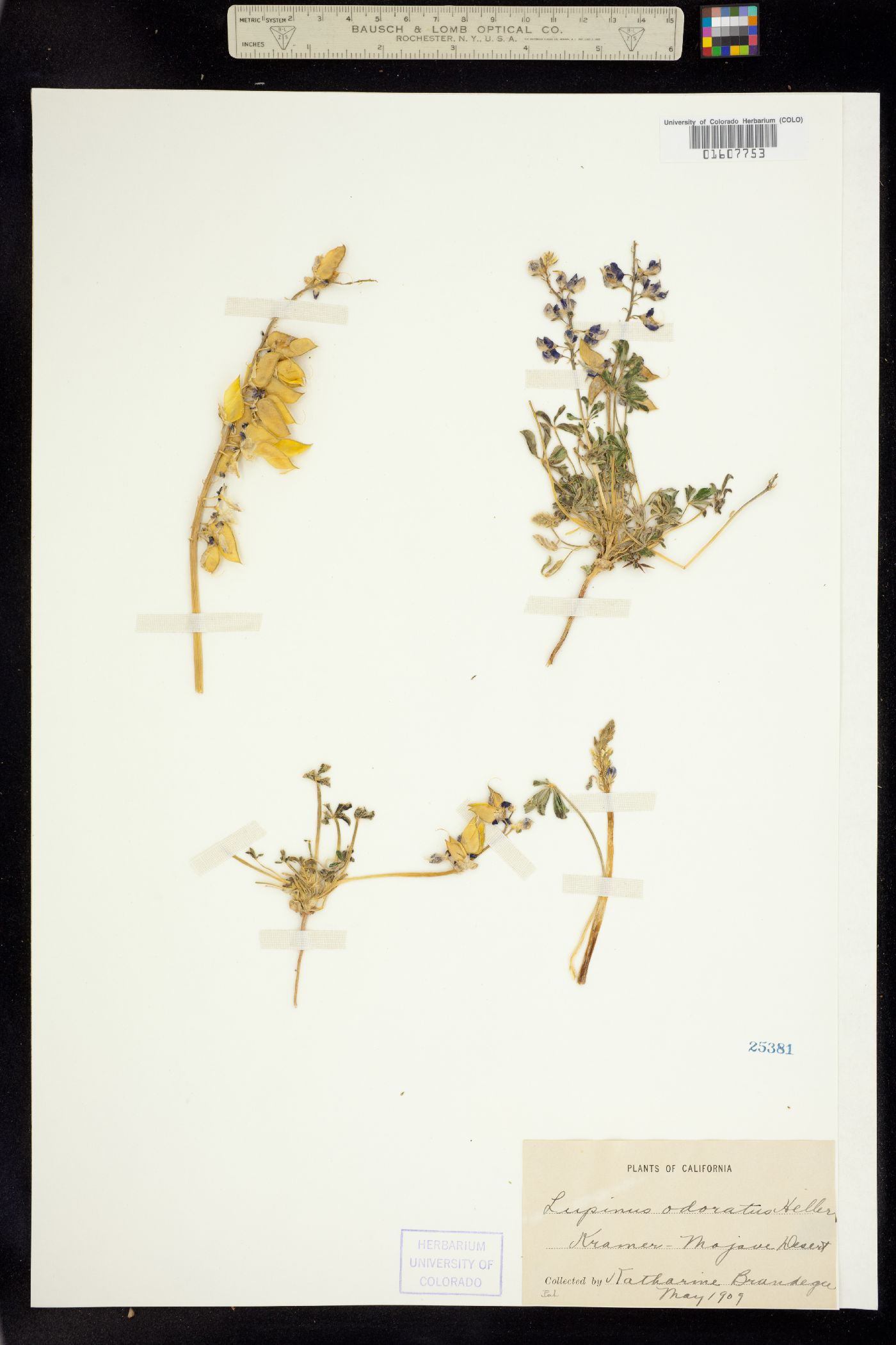 Lupinus odoratus image