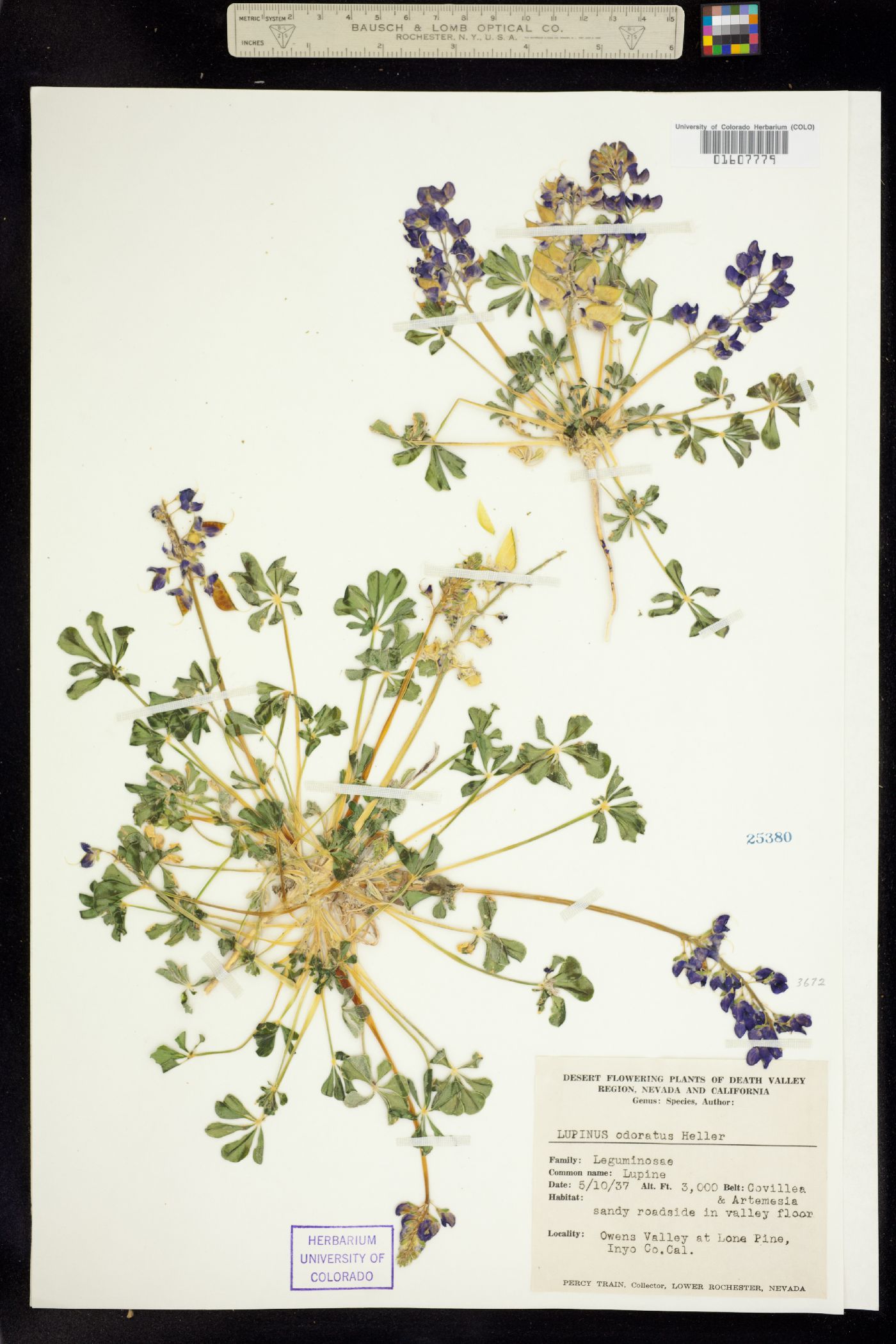 Lupinus odoratus image