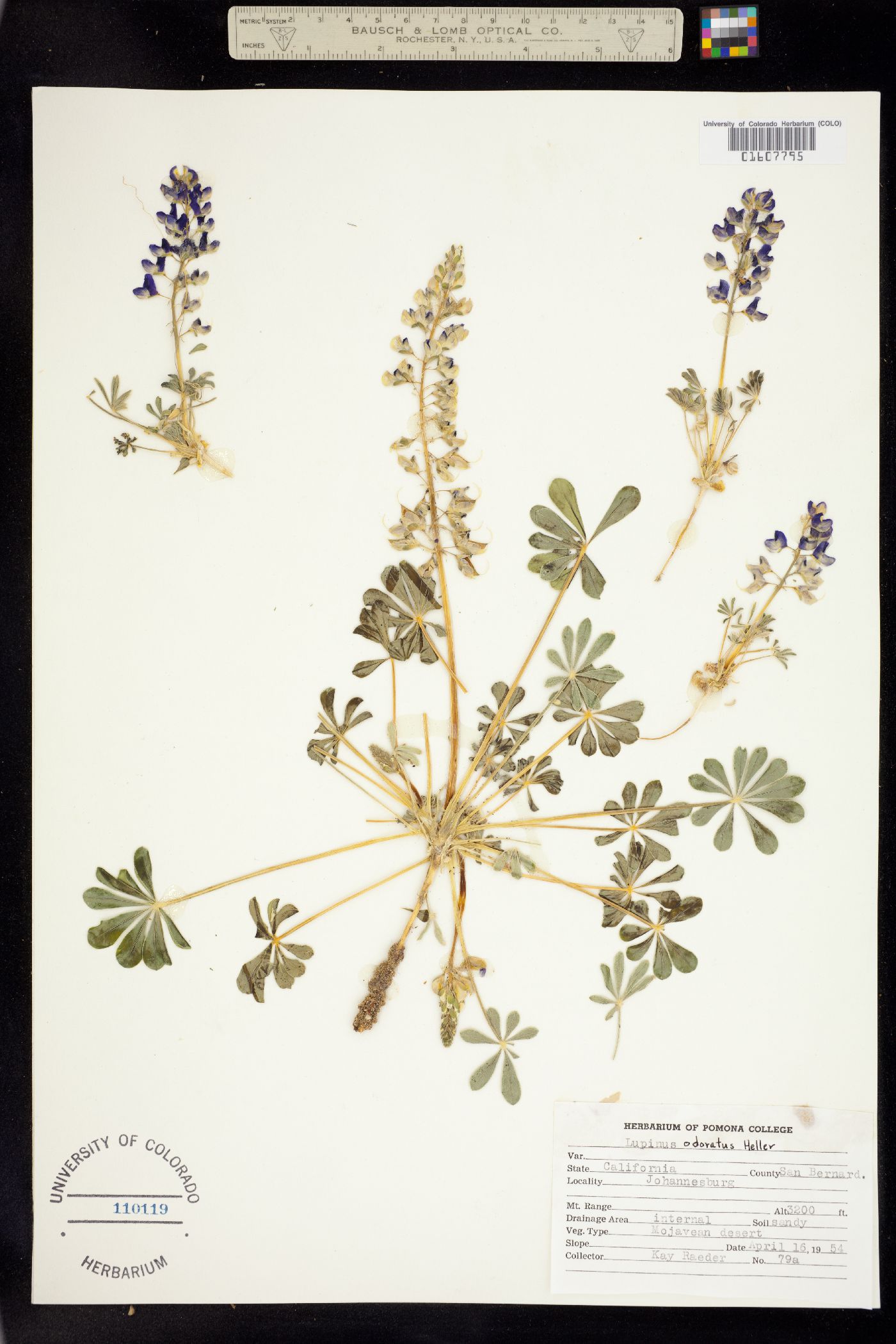 Lupinus odoratus image