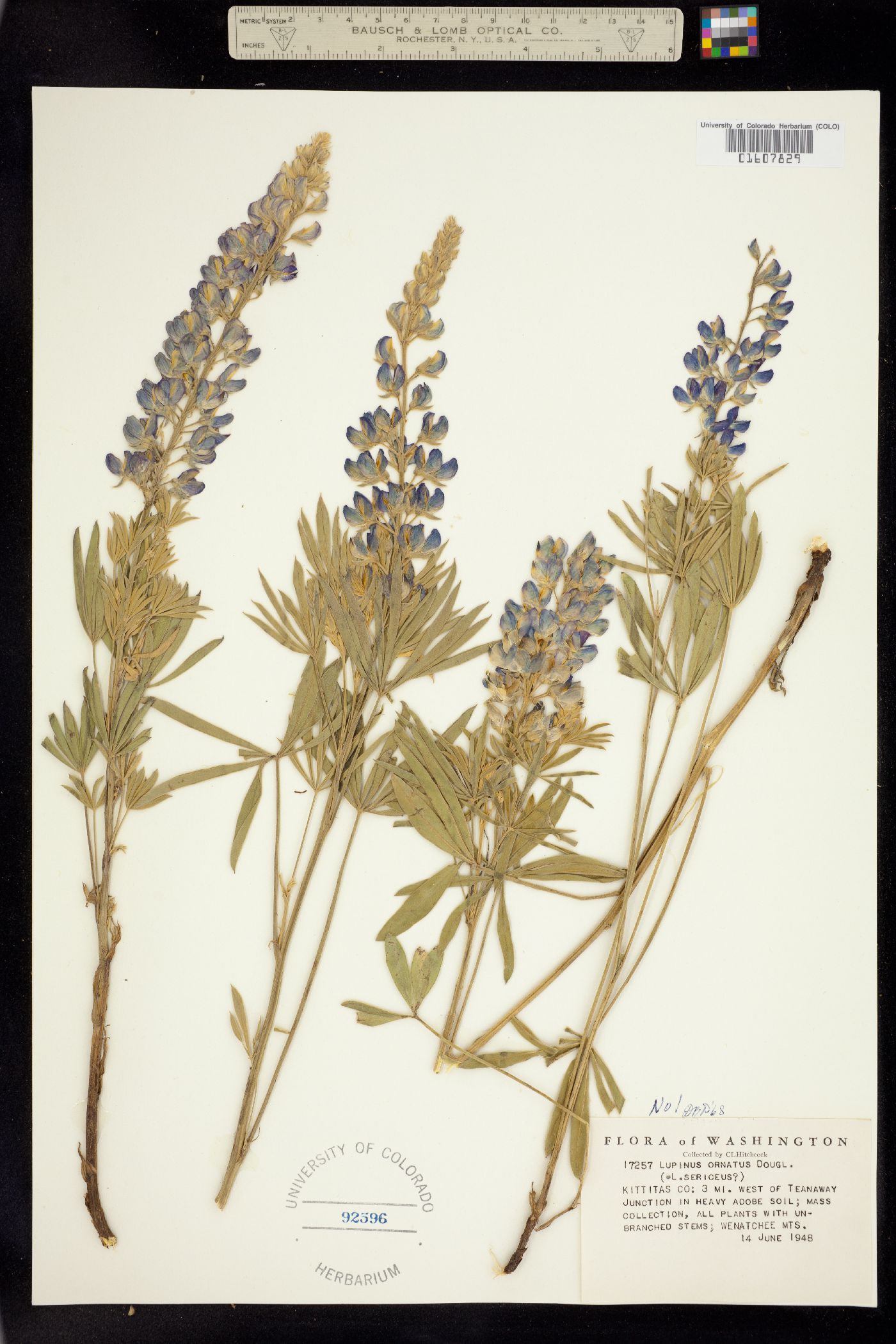 Lupinus ornatus image