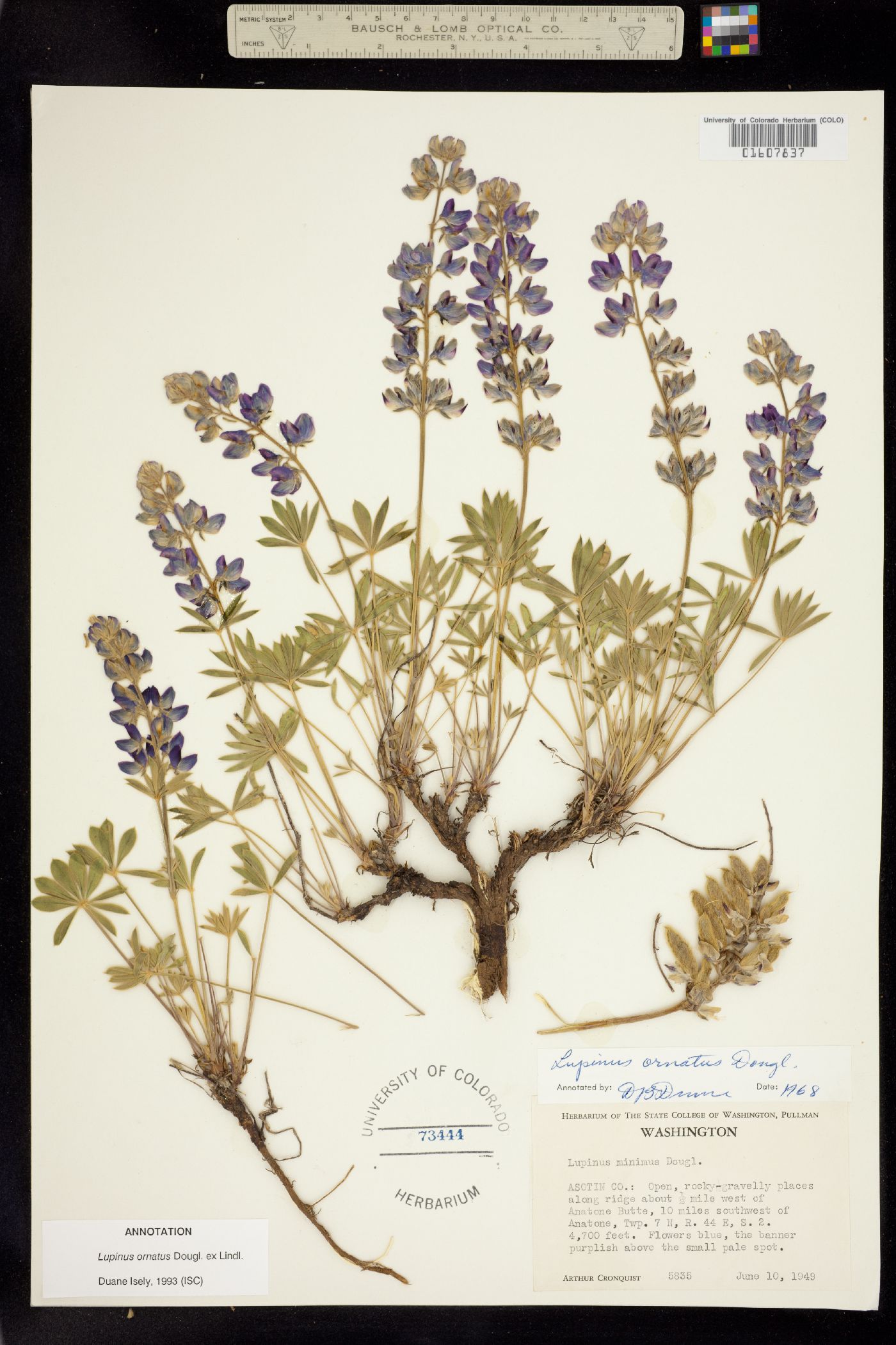 Lupinus ornatus image