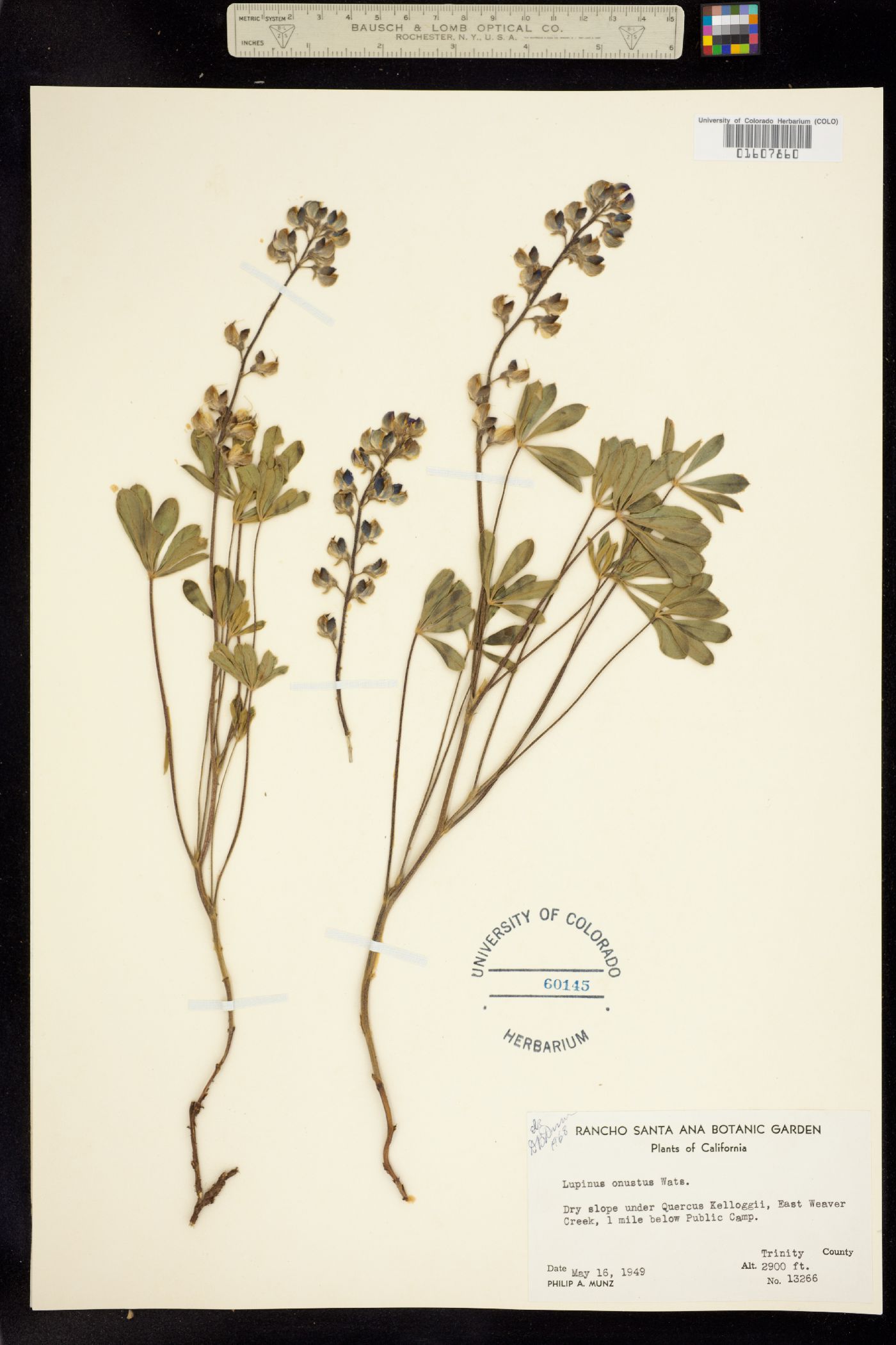 Lupinus onustus image