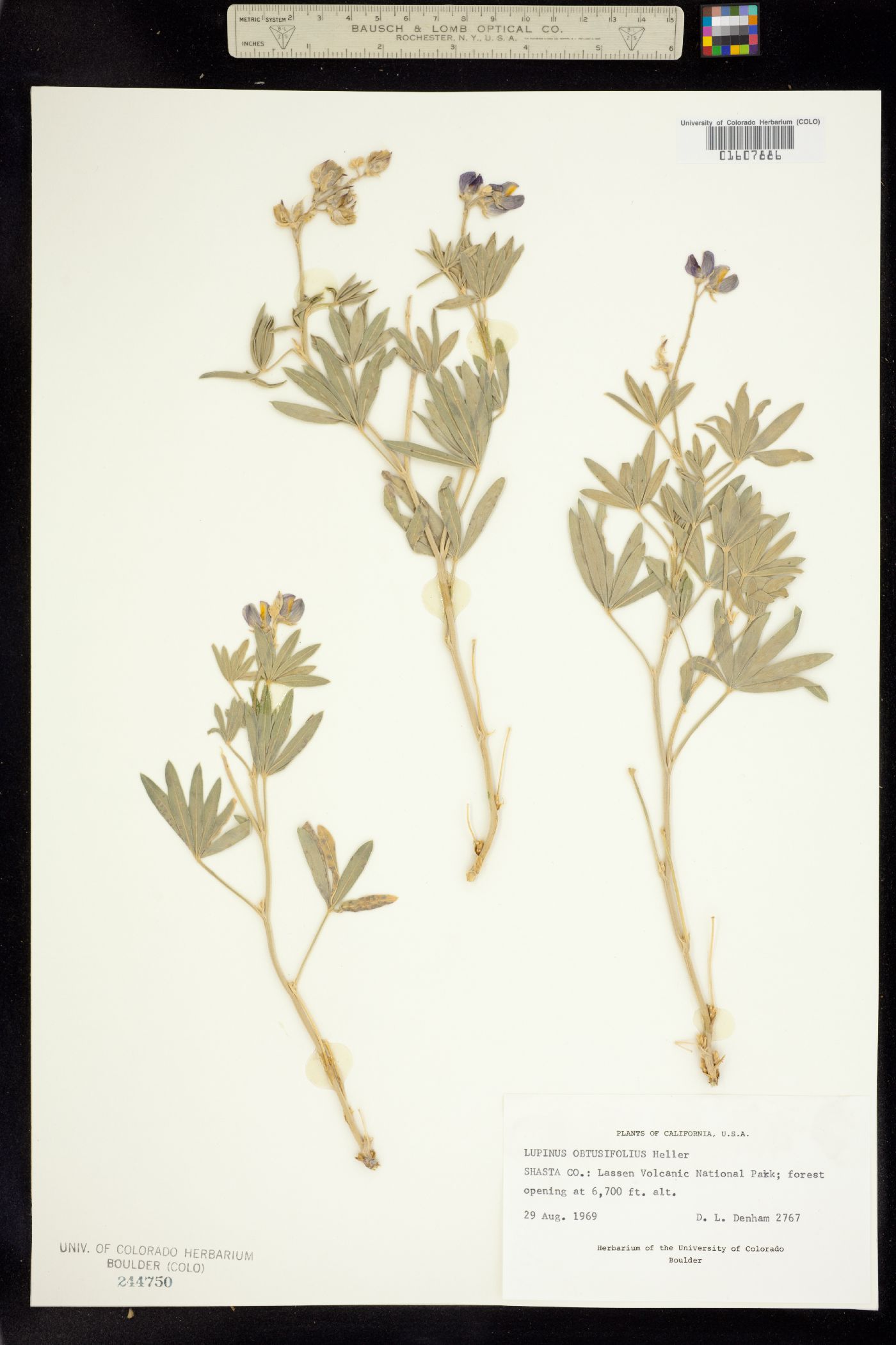 Lupinus obtusilobus image