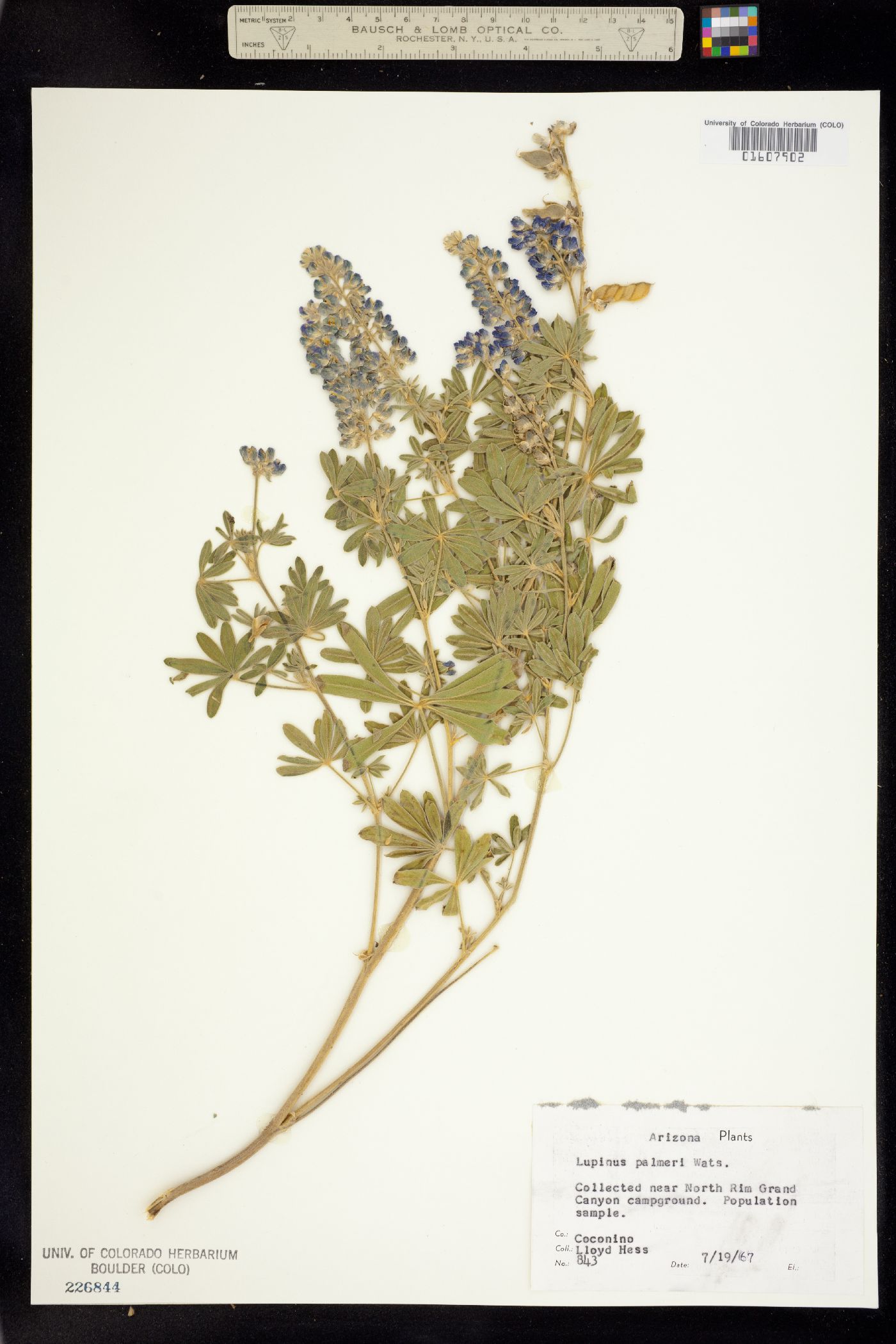 Lupinus palmeri image