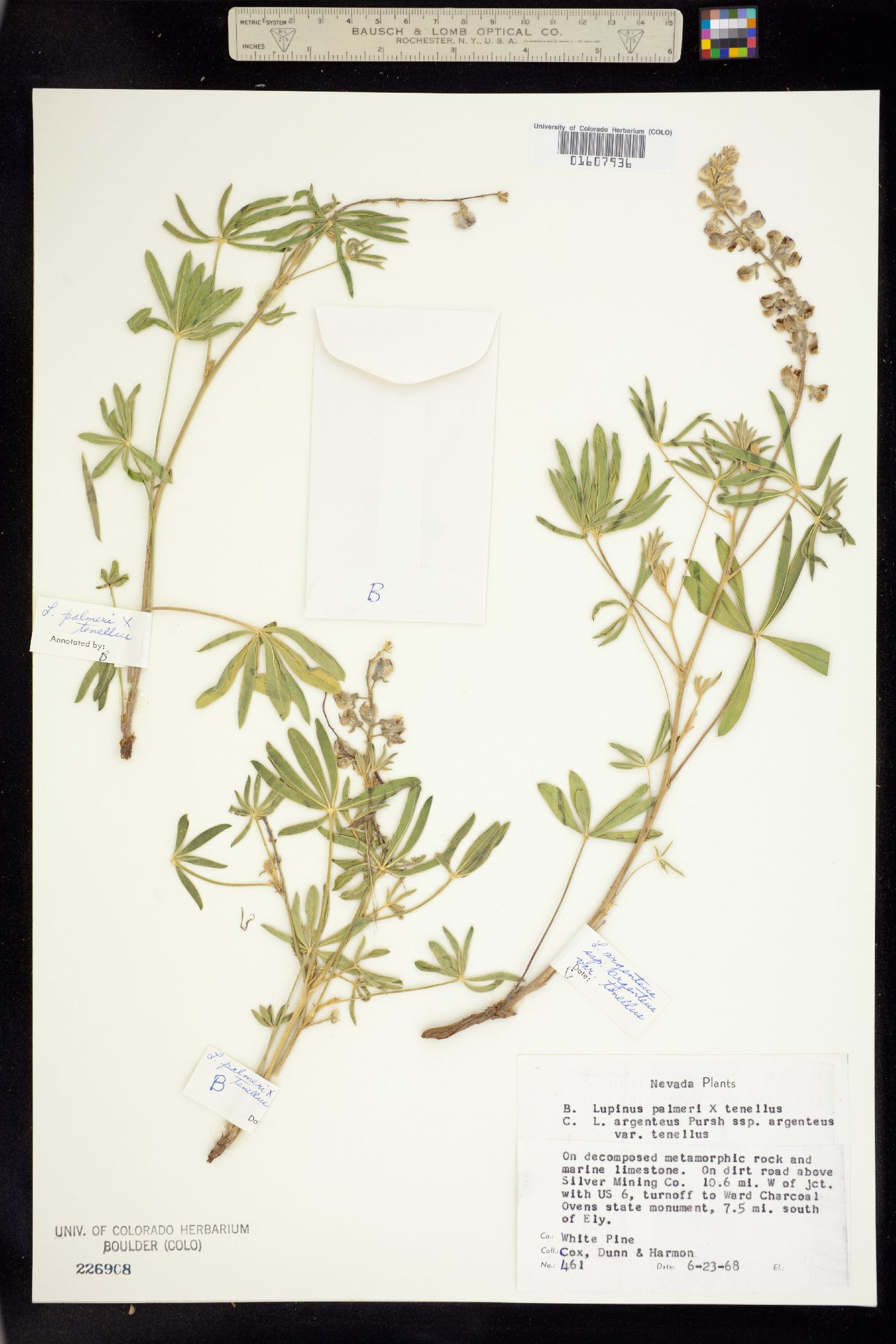 Lupinus palmeri image